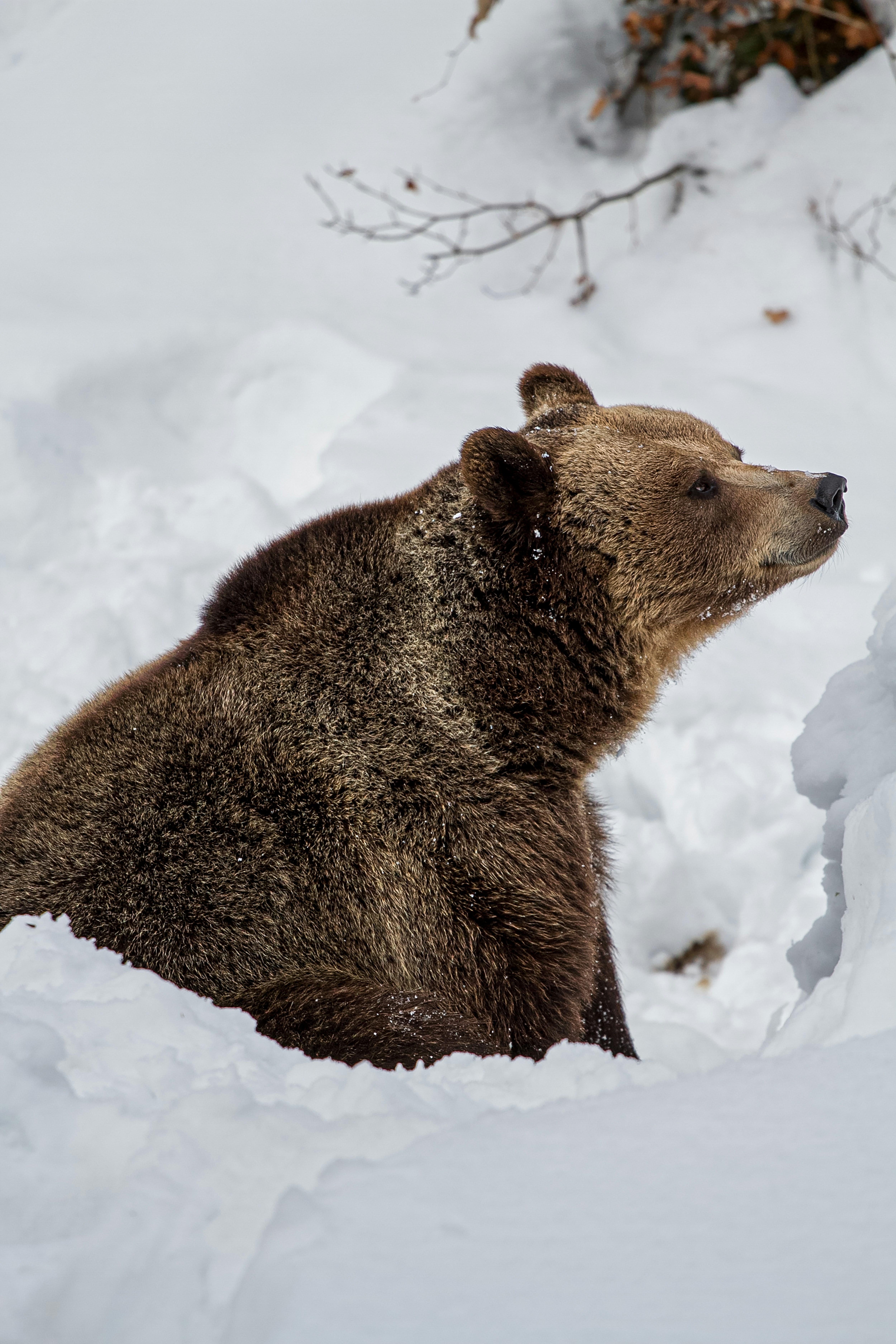 A large brown bear sitting in the snow