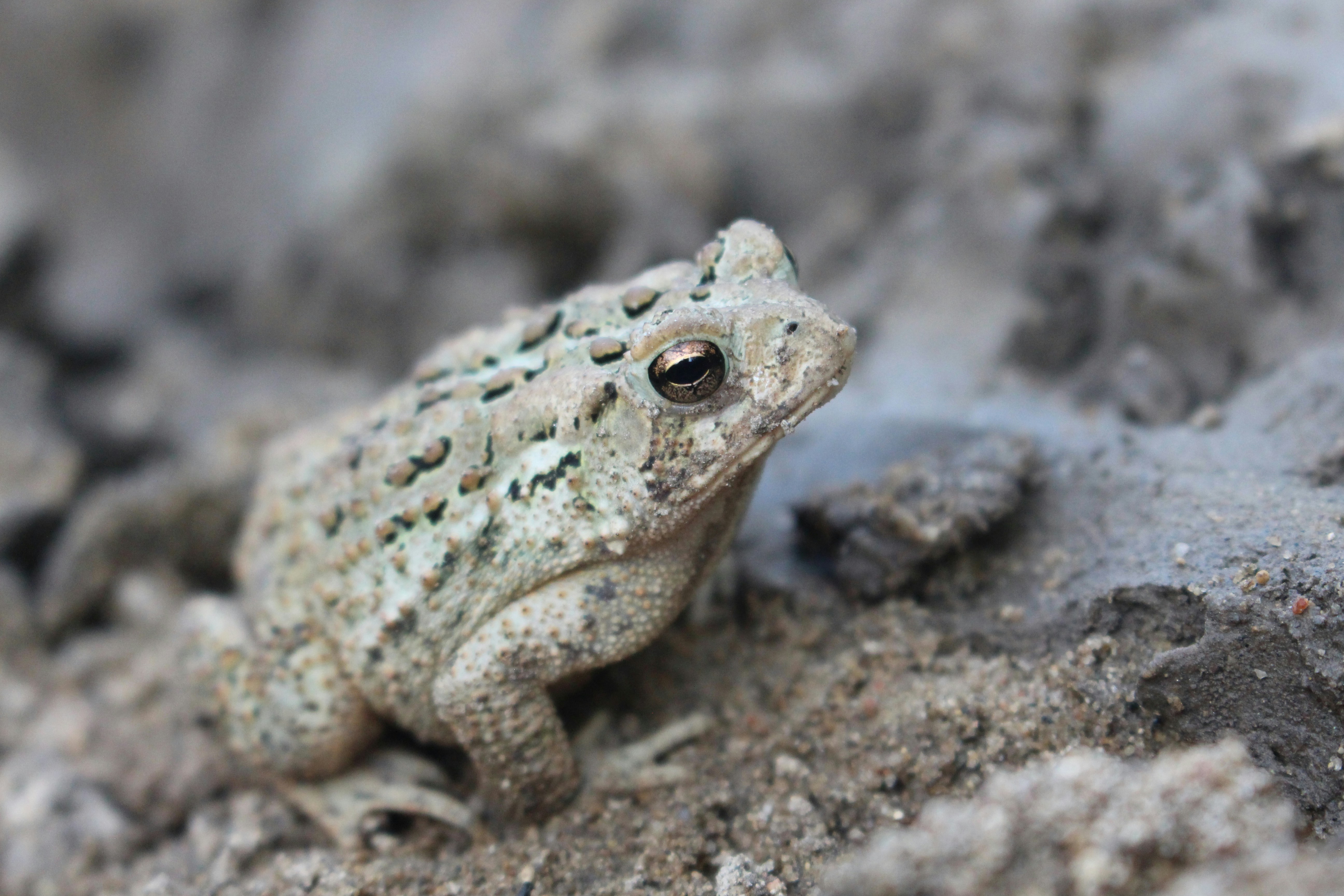 Photo by eugene_lambie