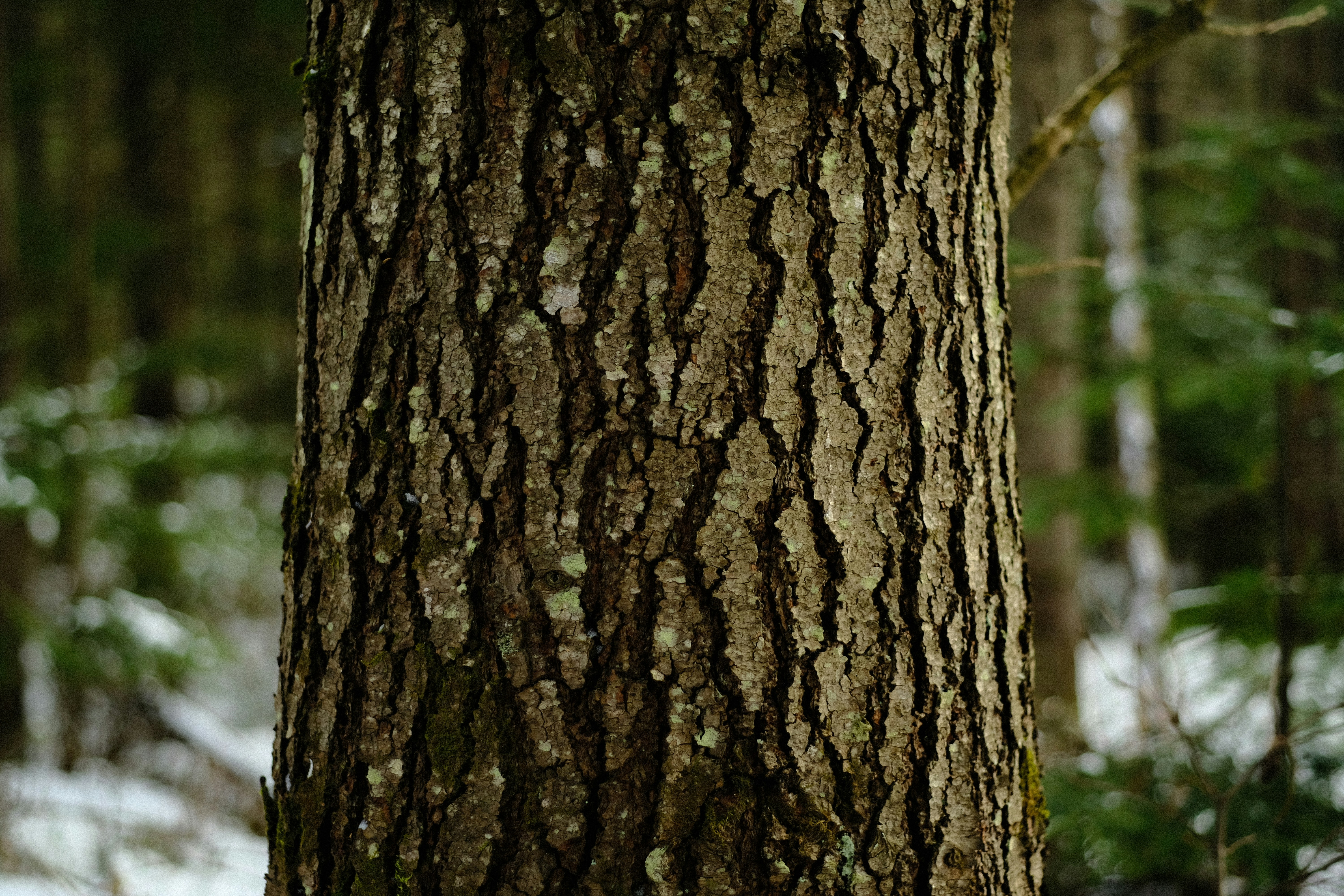 A brown bear standing next to a tree in a forest