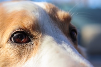 A close up of a dog's face with a blurry background