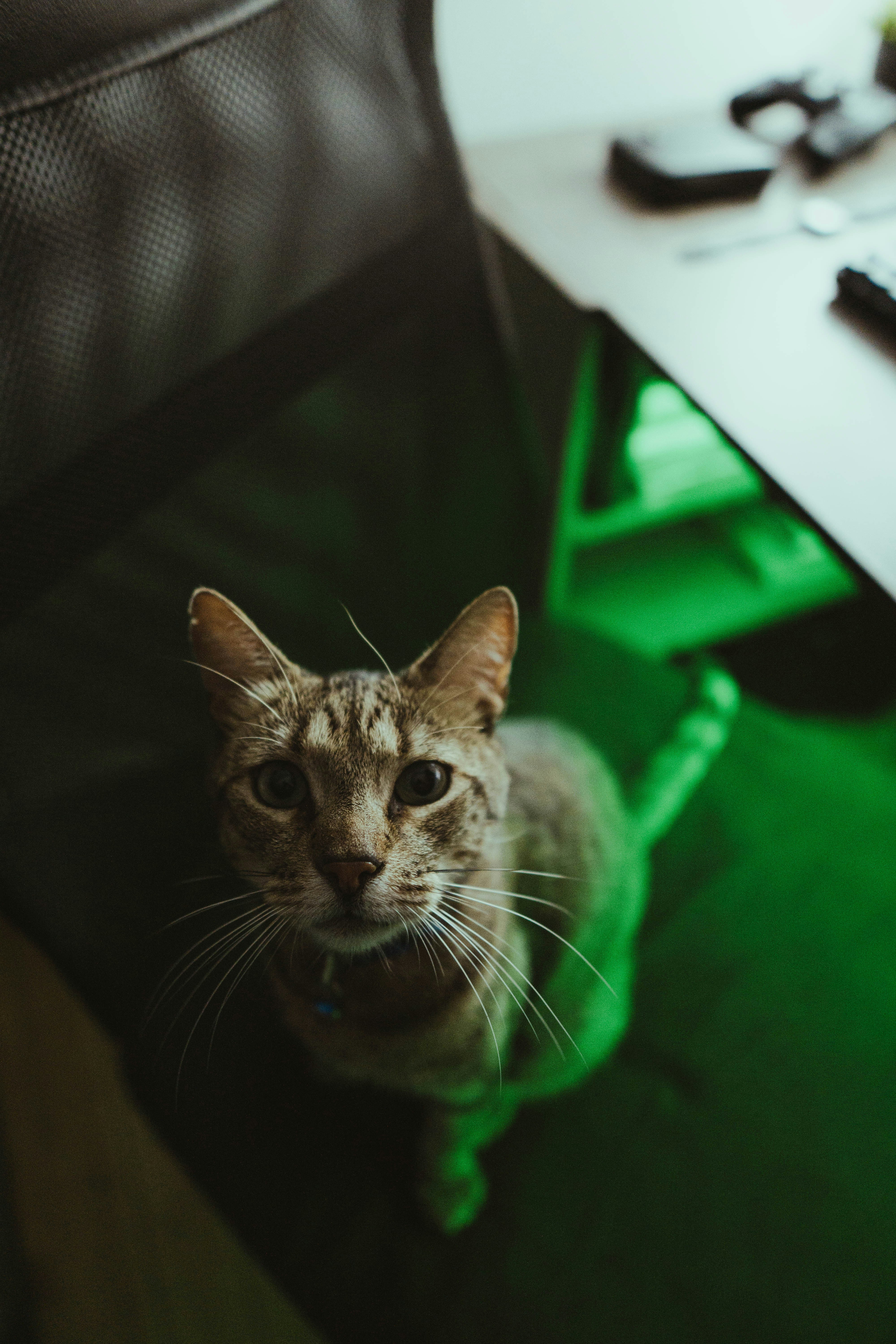 A cat sitting on a chair looking at the camera photo – Free Portrait ...