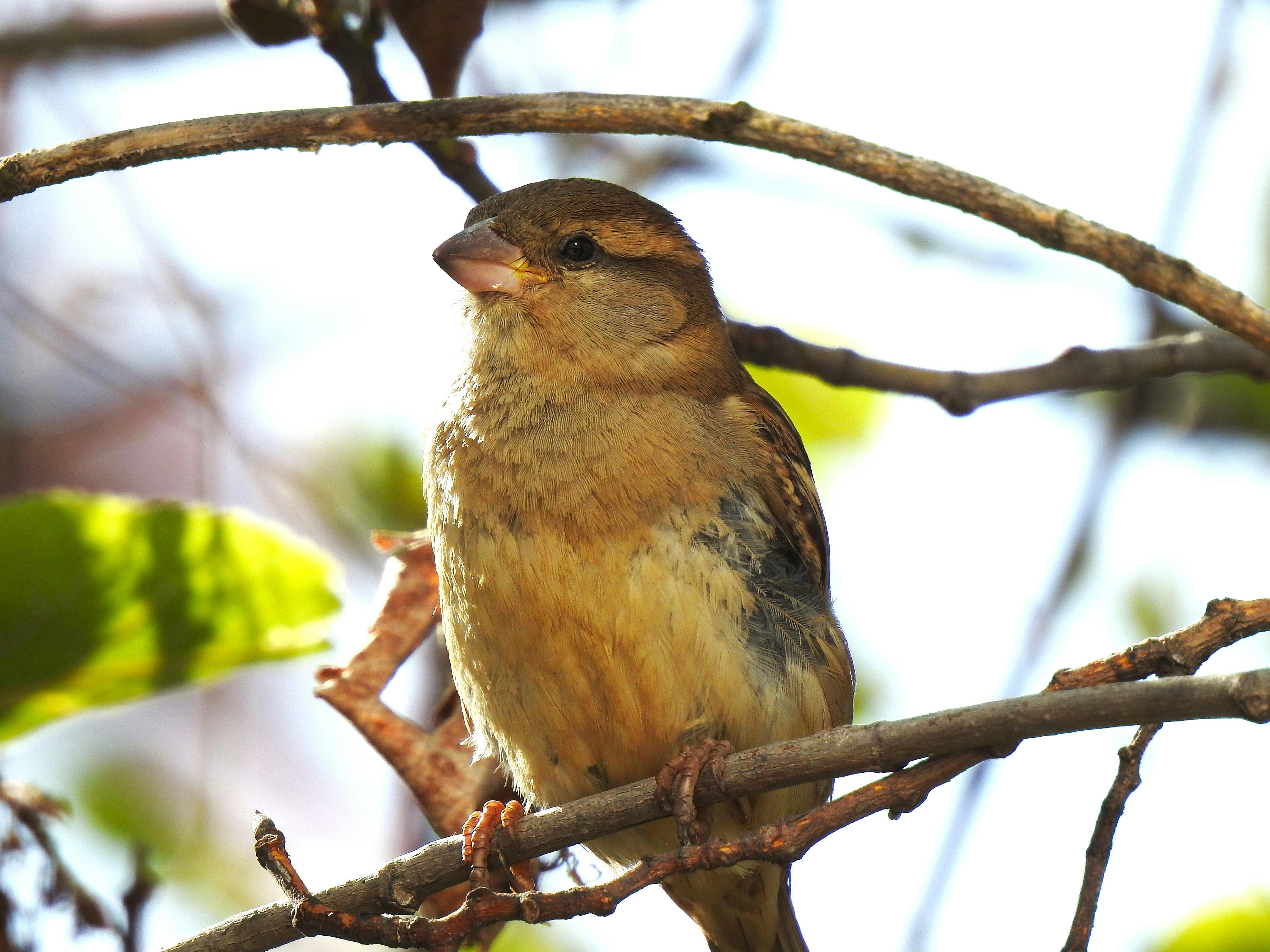 Photo by aditipanatu95