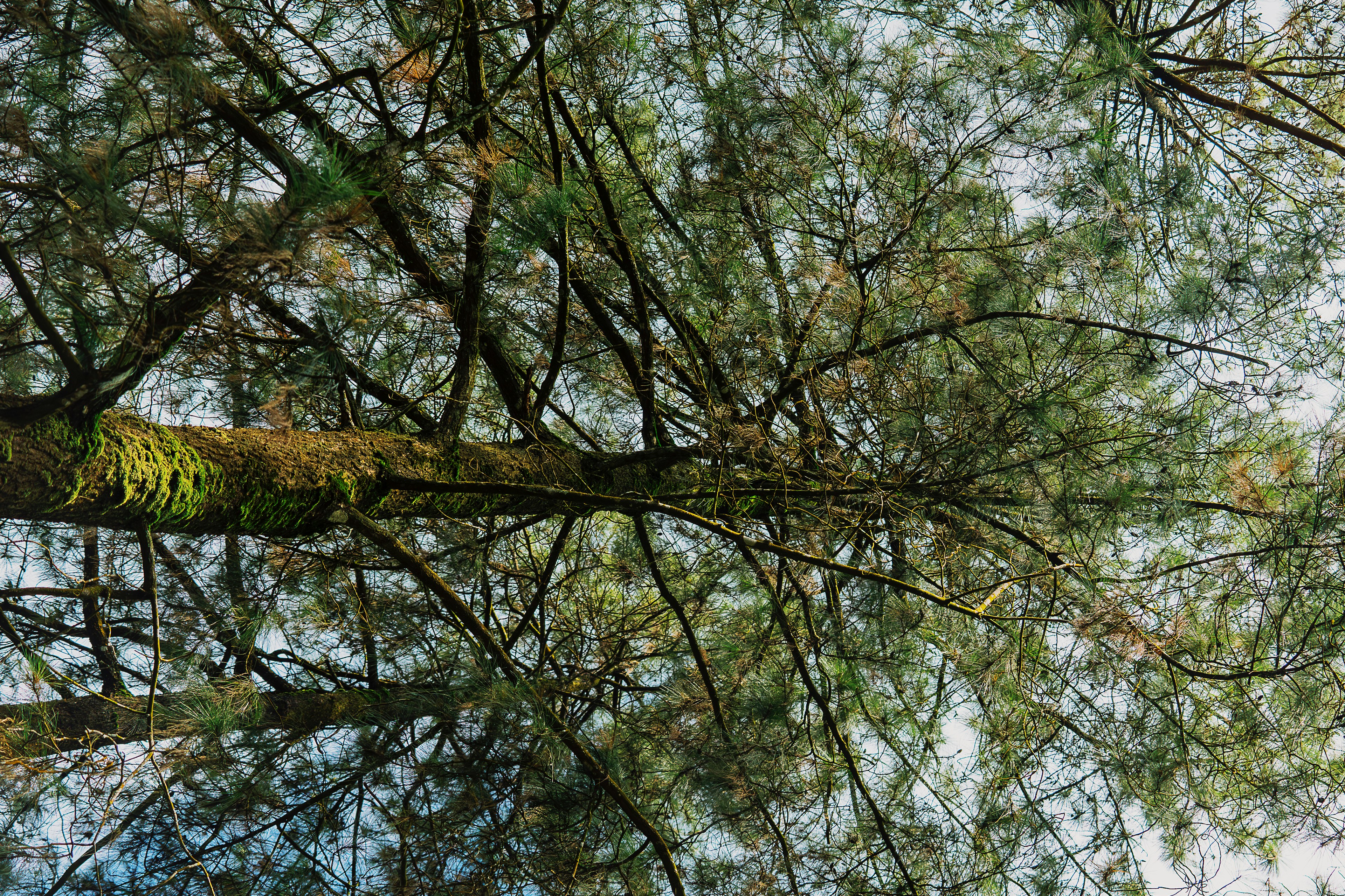 Mirando hacia las copas de los árboles en un bosque