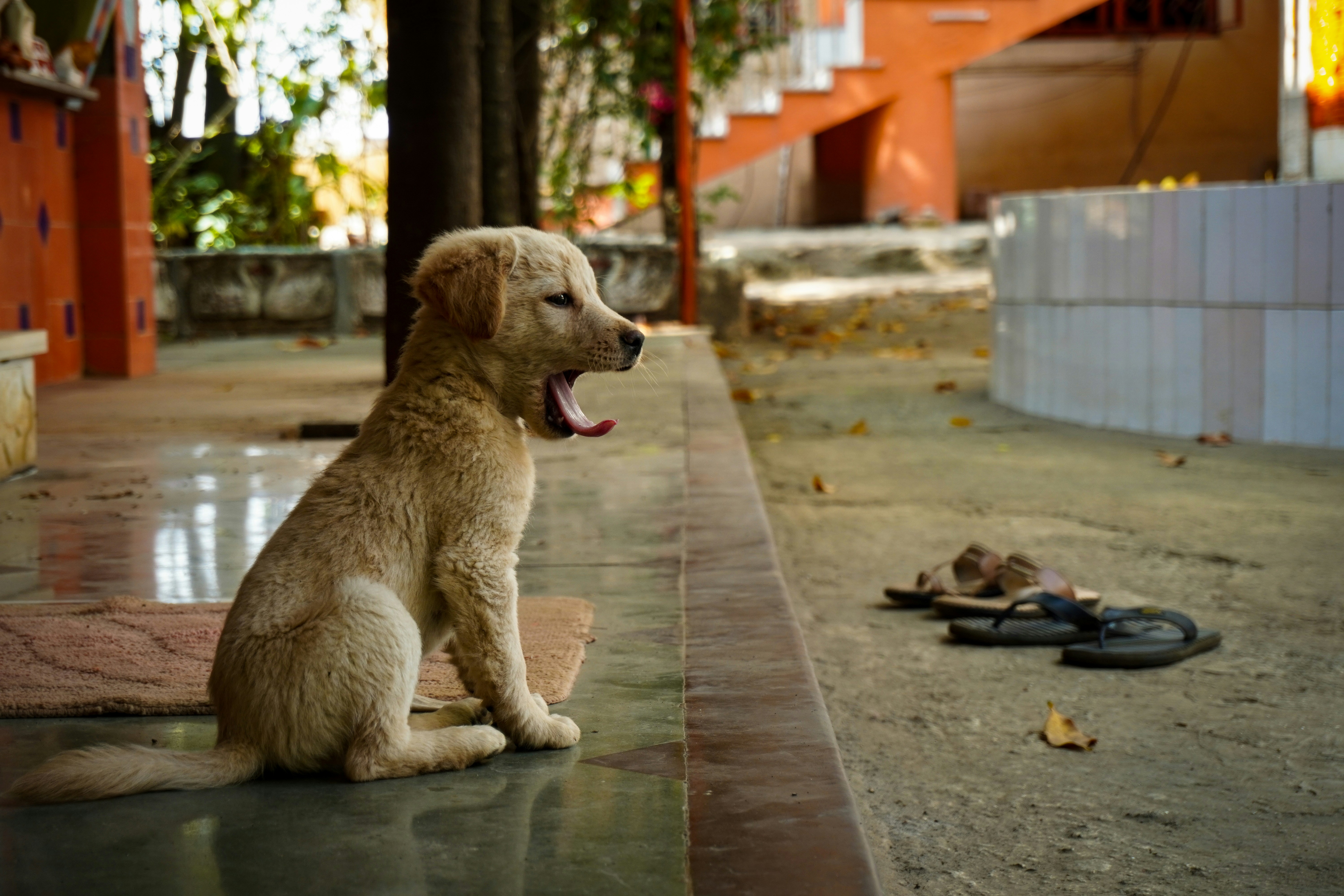 Dog looking intently at owner