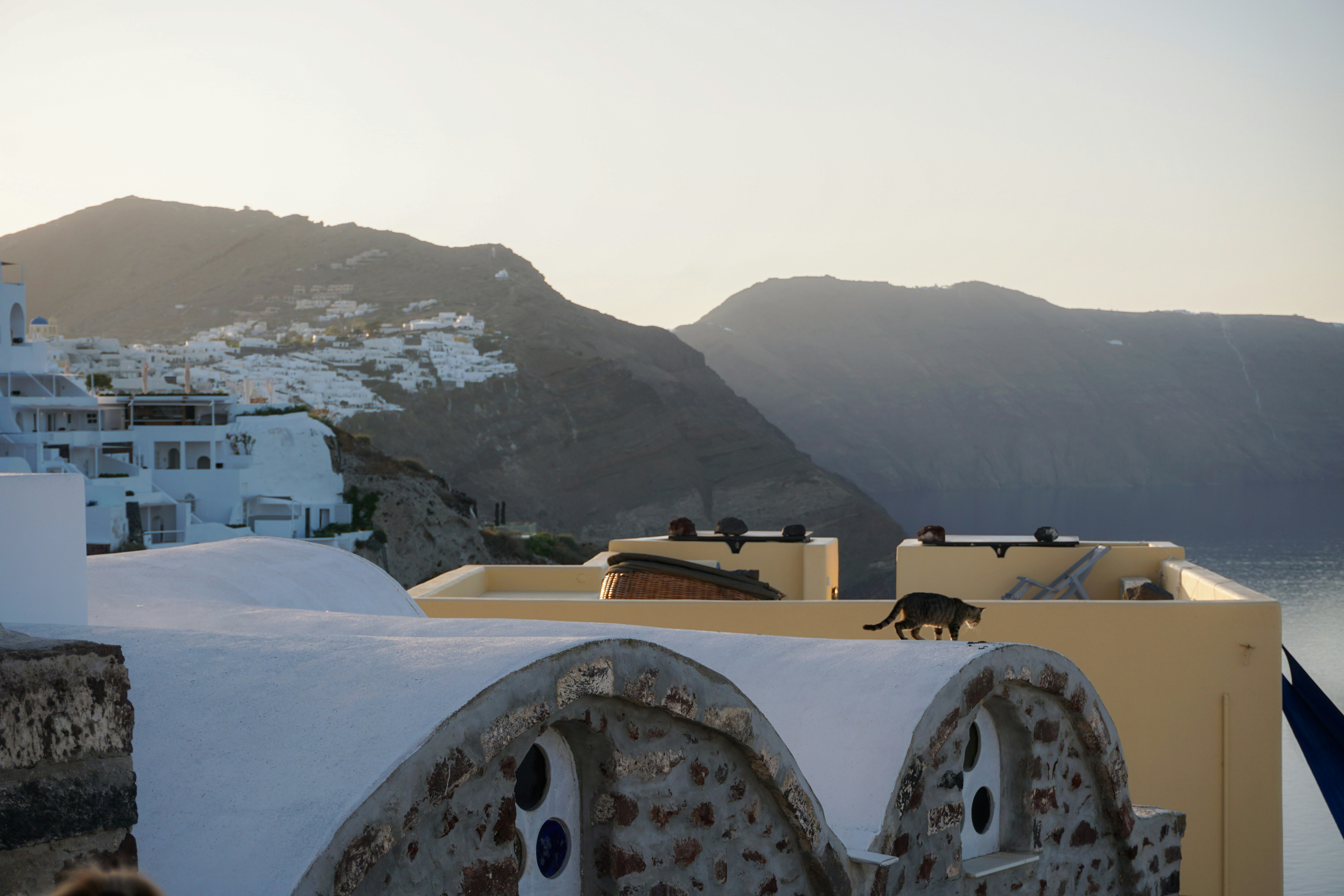 A white building with a dog on top of it