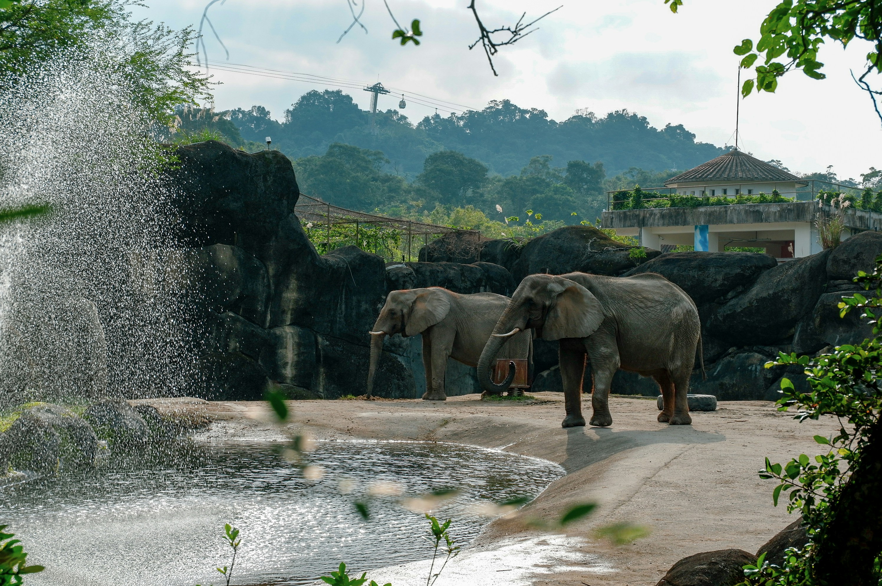 A herd of elephants standing next to a body of water