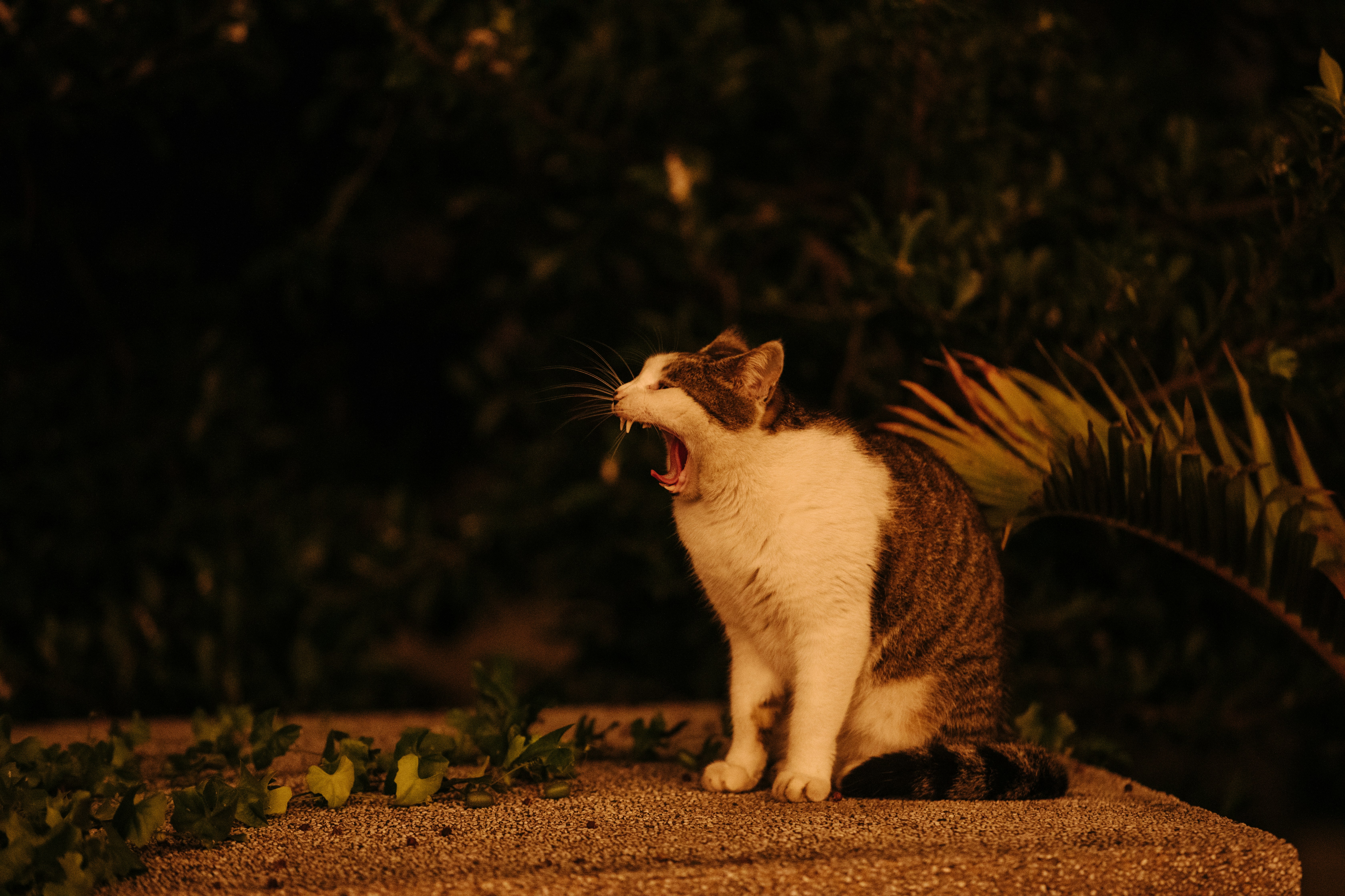 PPP After Dark: Only one game edition, or two!