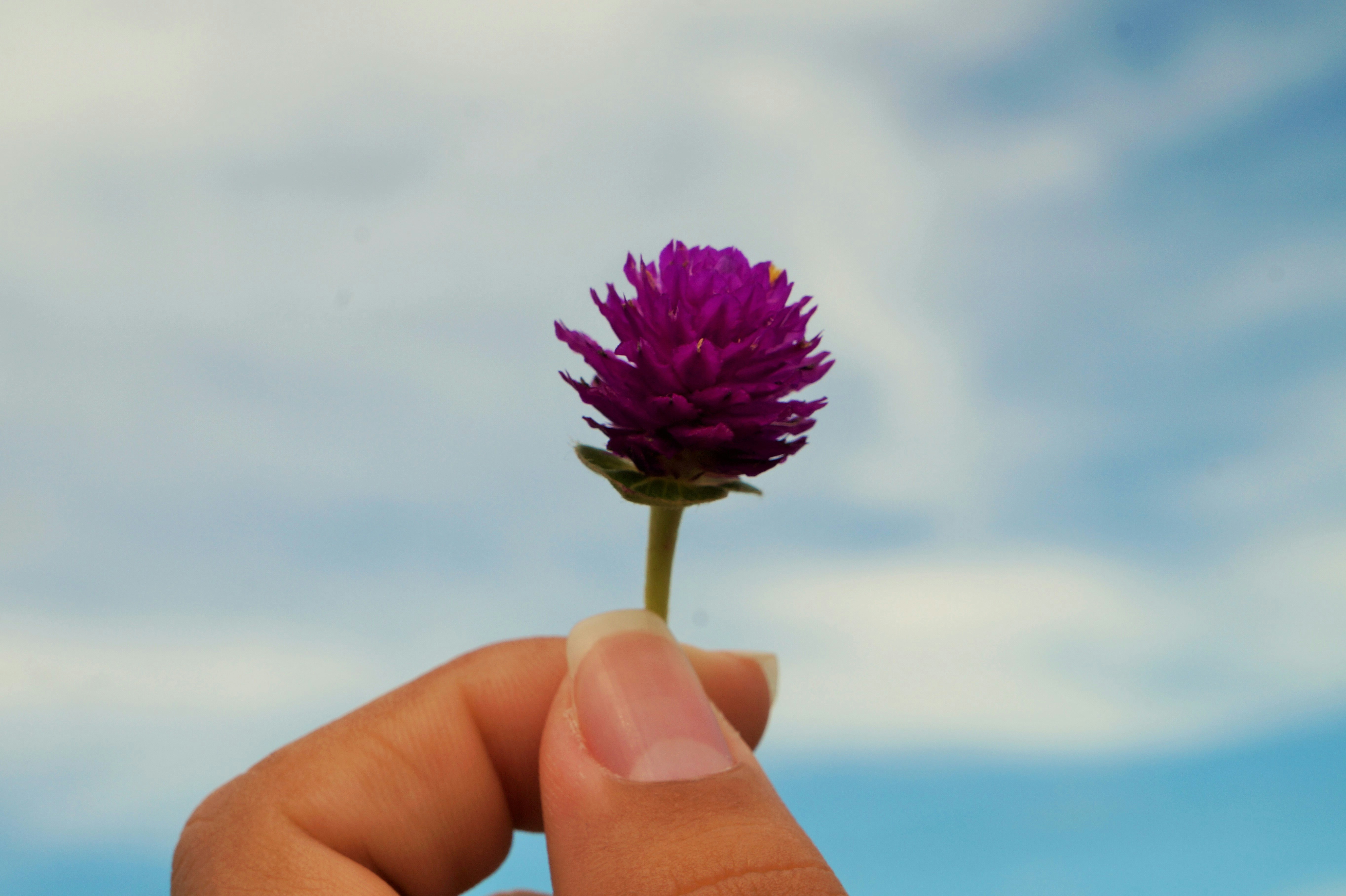 Uma pessoa segurando uma flor roxa na mão