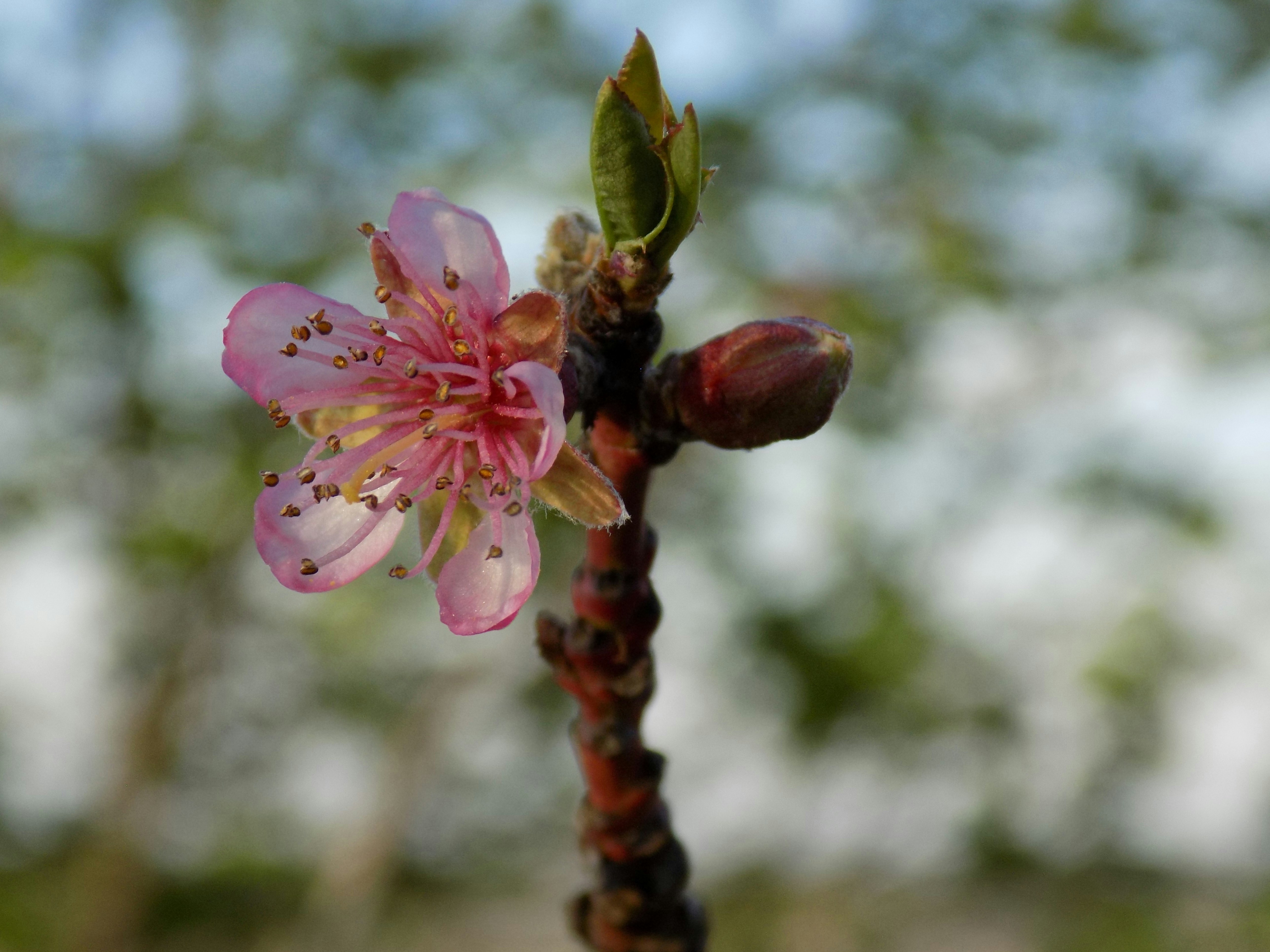 Fotomural A close up of a flower on a tree branch