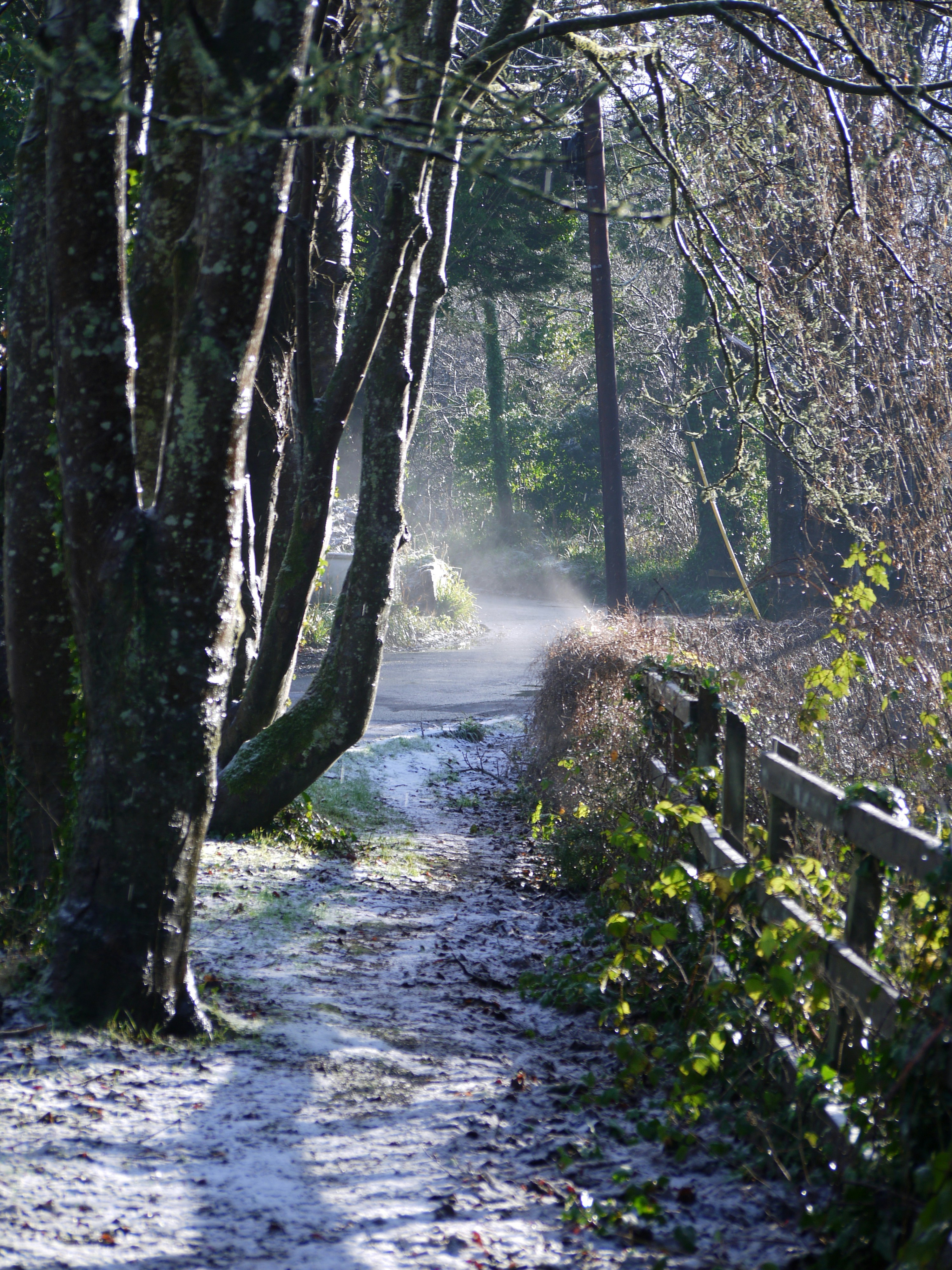 A snow covered path in a wooded area