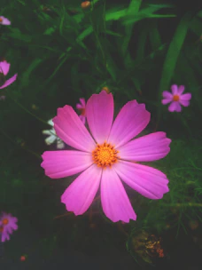 A close up of a pink flower in a field