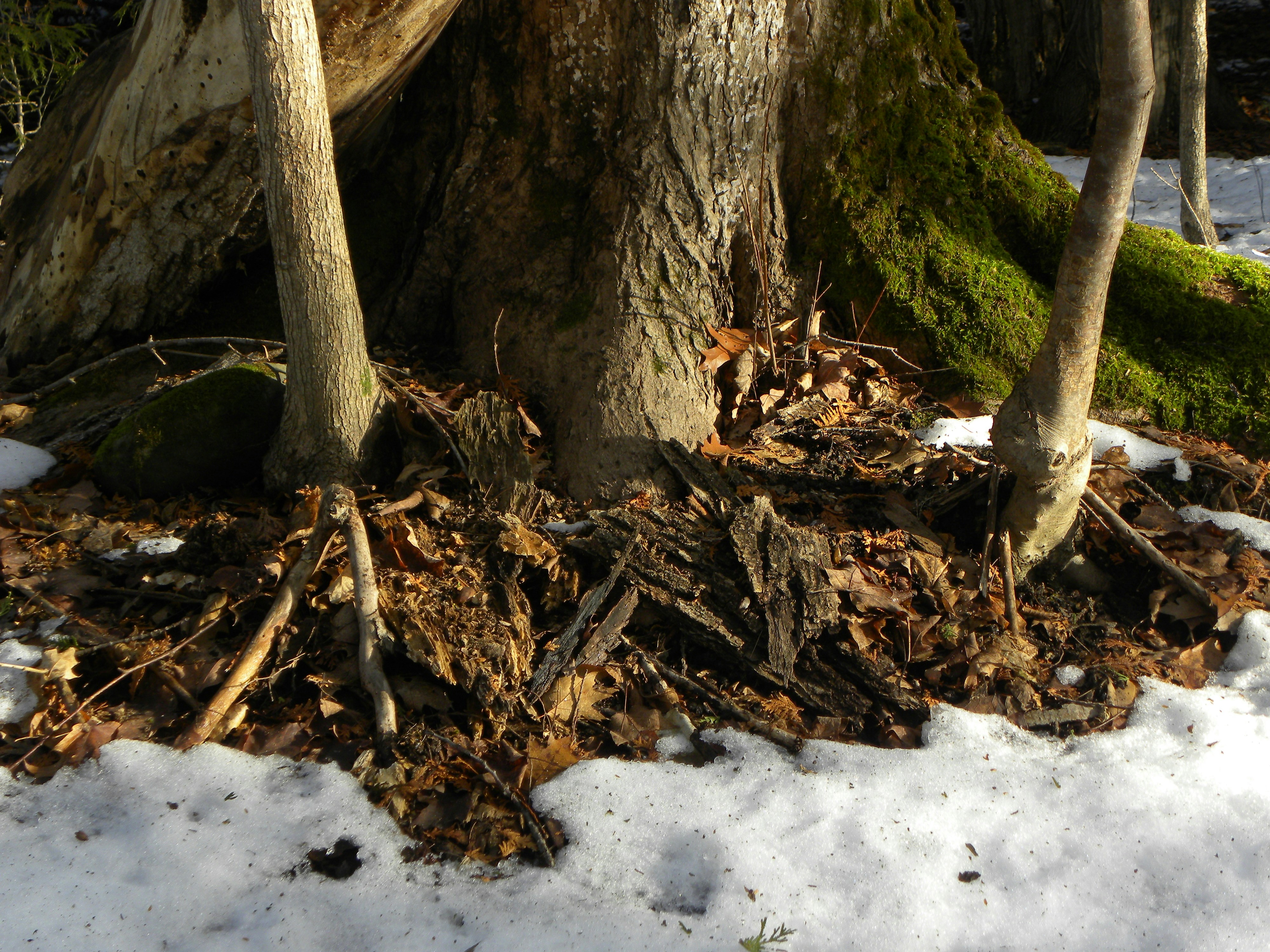 Tree and brush debris being processed into mulch