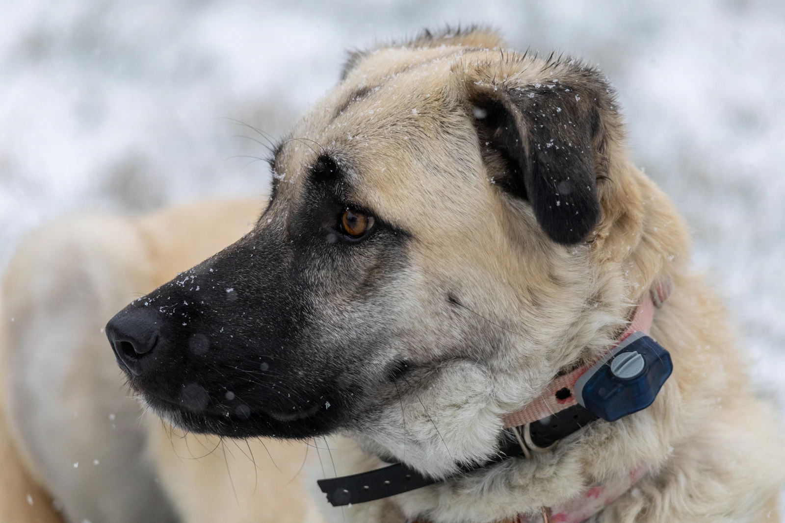 Profile of an Anatolian Shepherd Dog in snow, photo on Unsplash