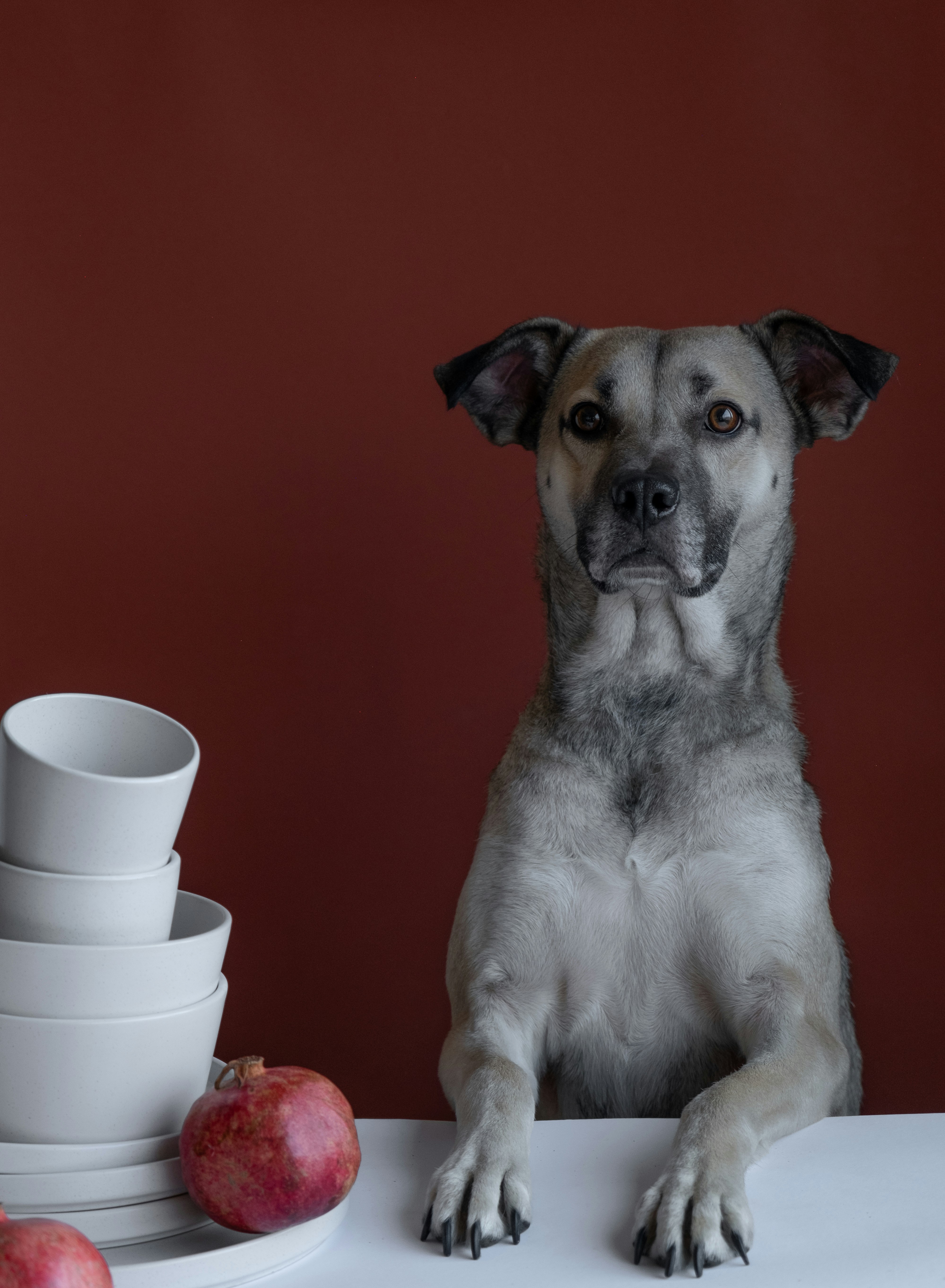 A dog sitting at a table with a stack of dishes