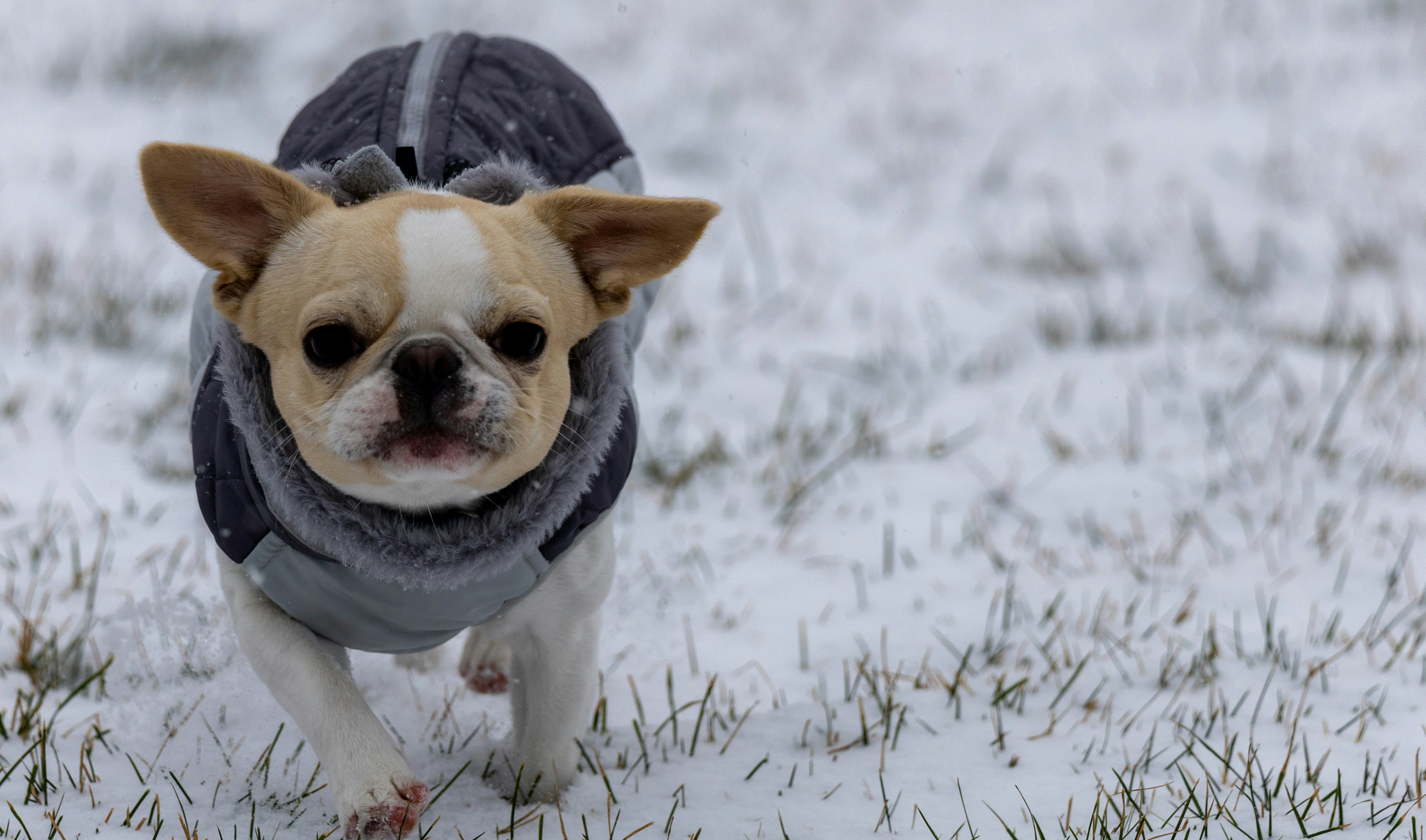 A small dog wearing a sweater in the snow