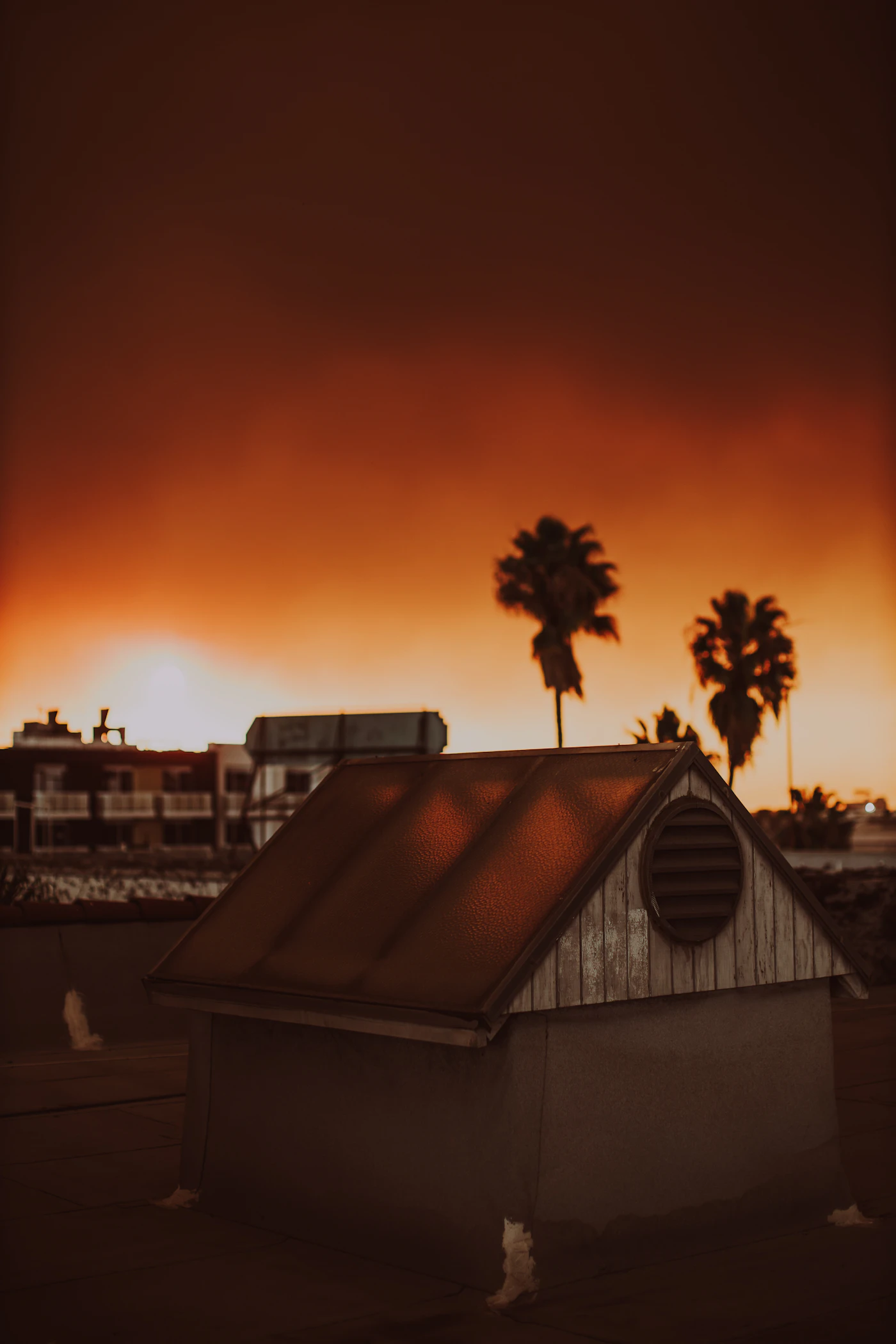 Palm trees above a Los Angeles rooftop at sunset