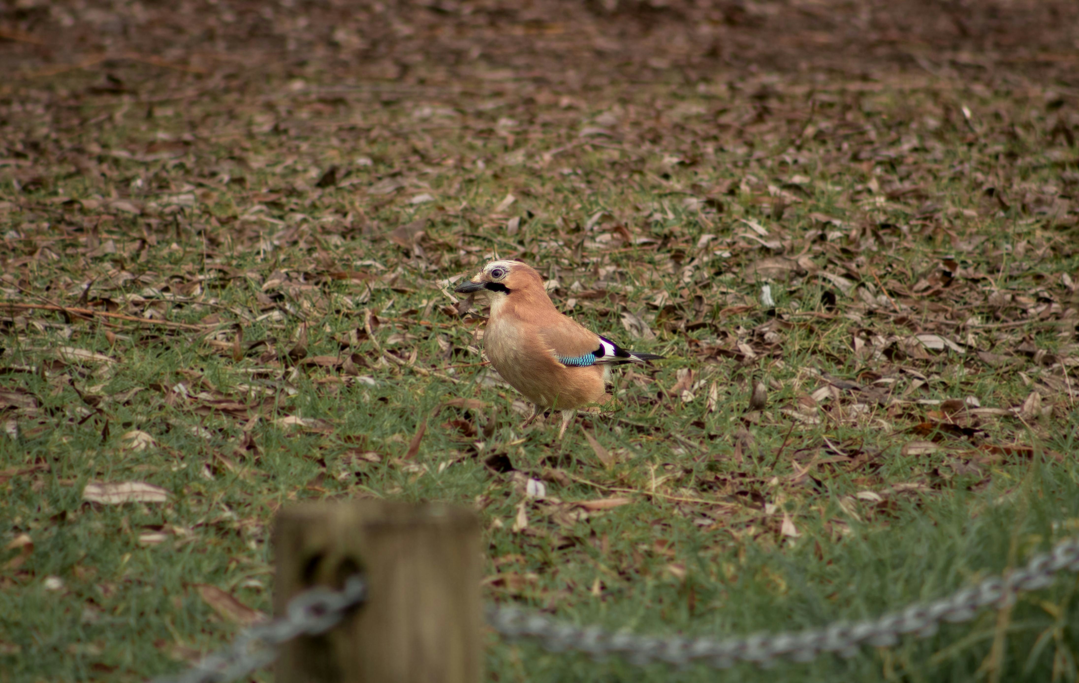 11. Eurasian Jay The Master of Mimicry (image credits: unsplash)