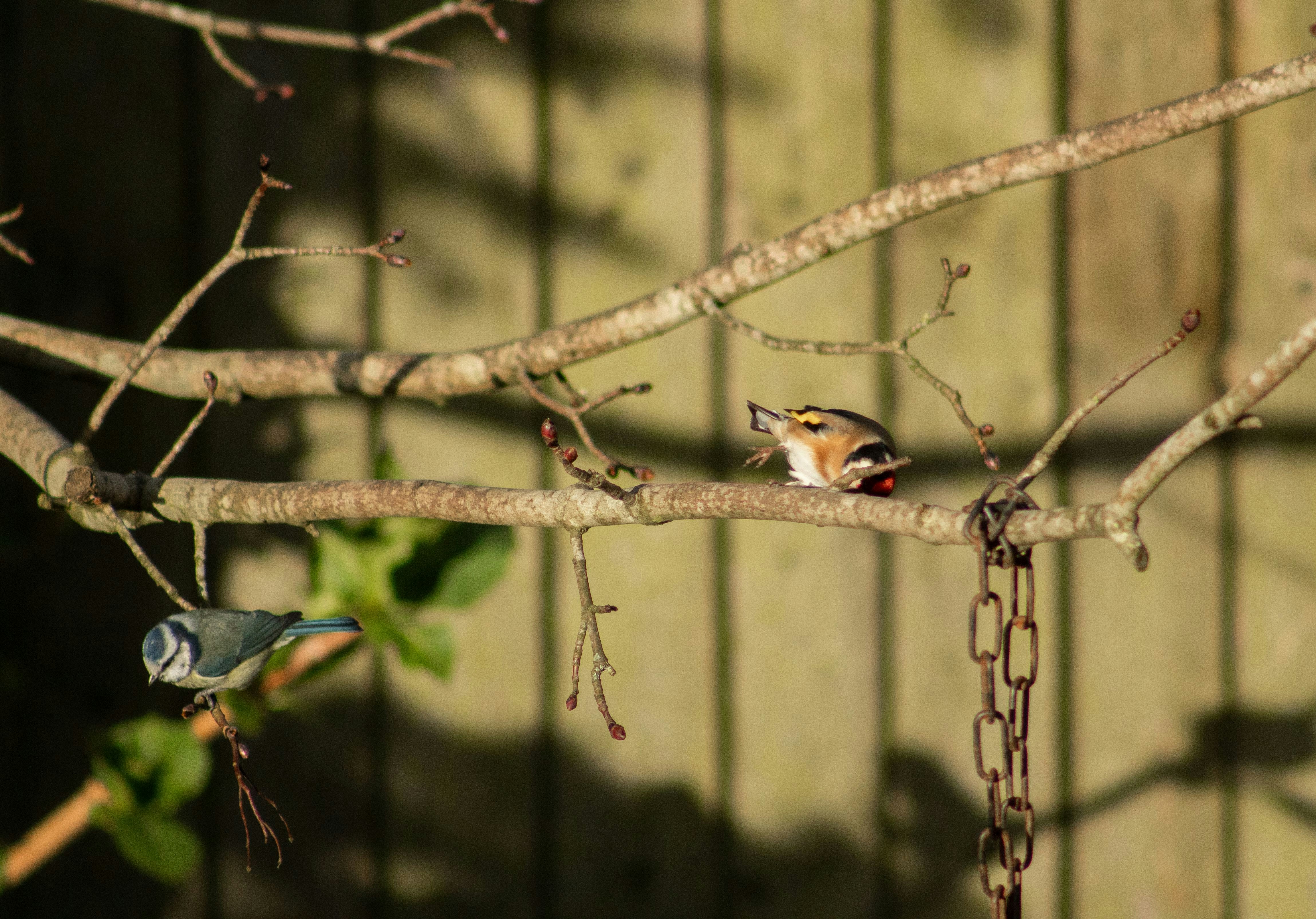 A bird perched on a branch of a tree