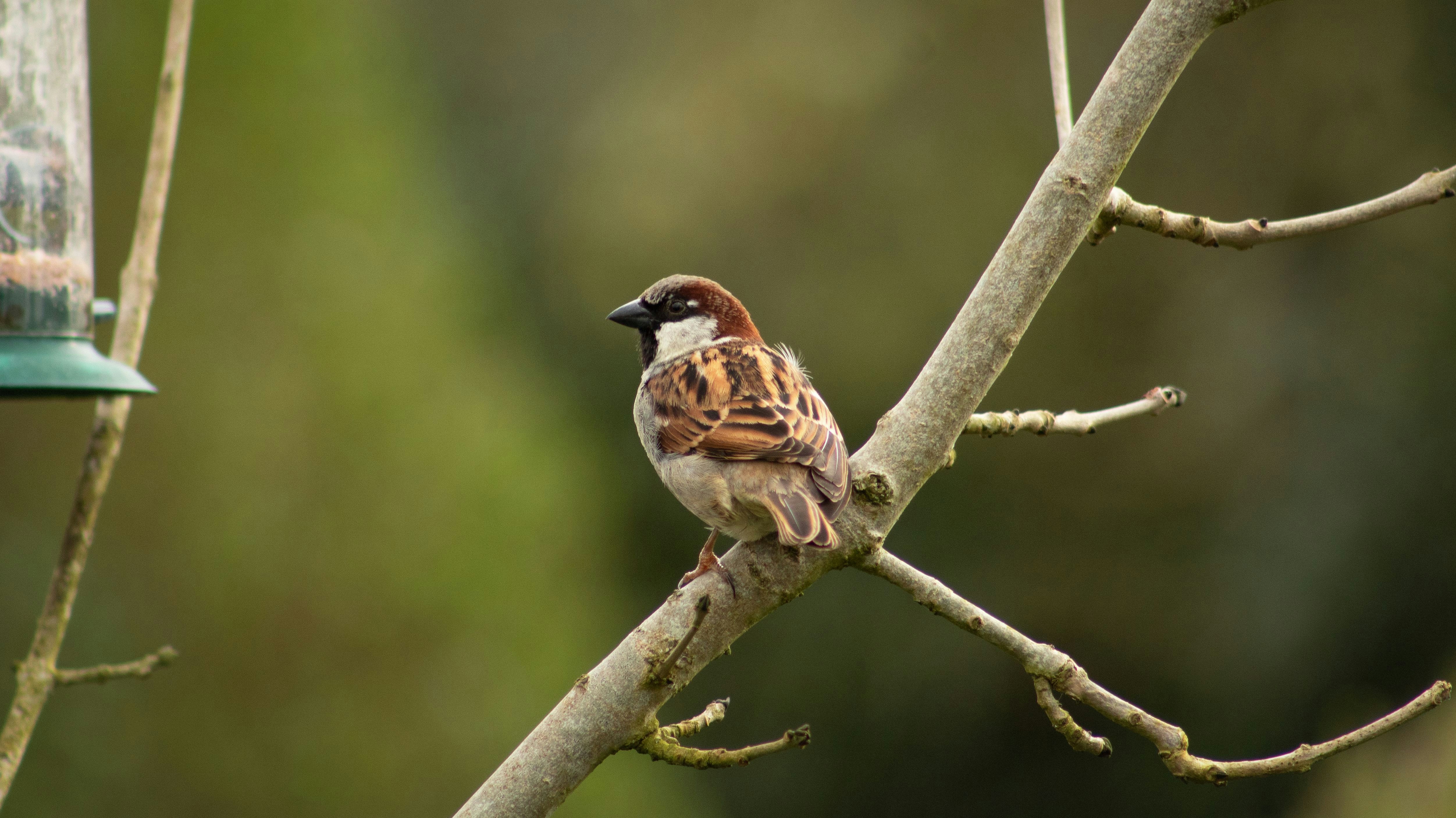 A small bird perched on a branch next to a bird feeder