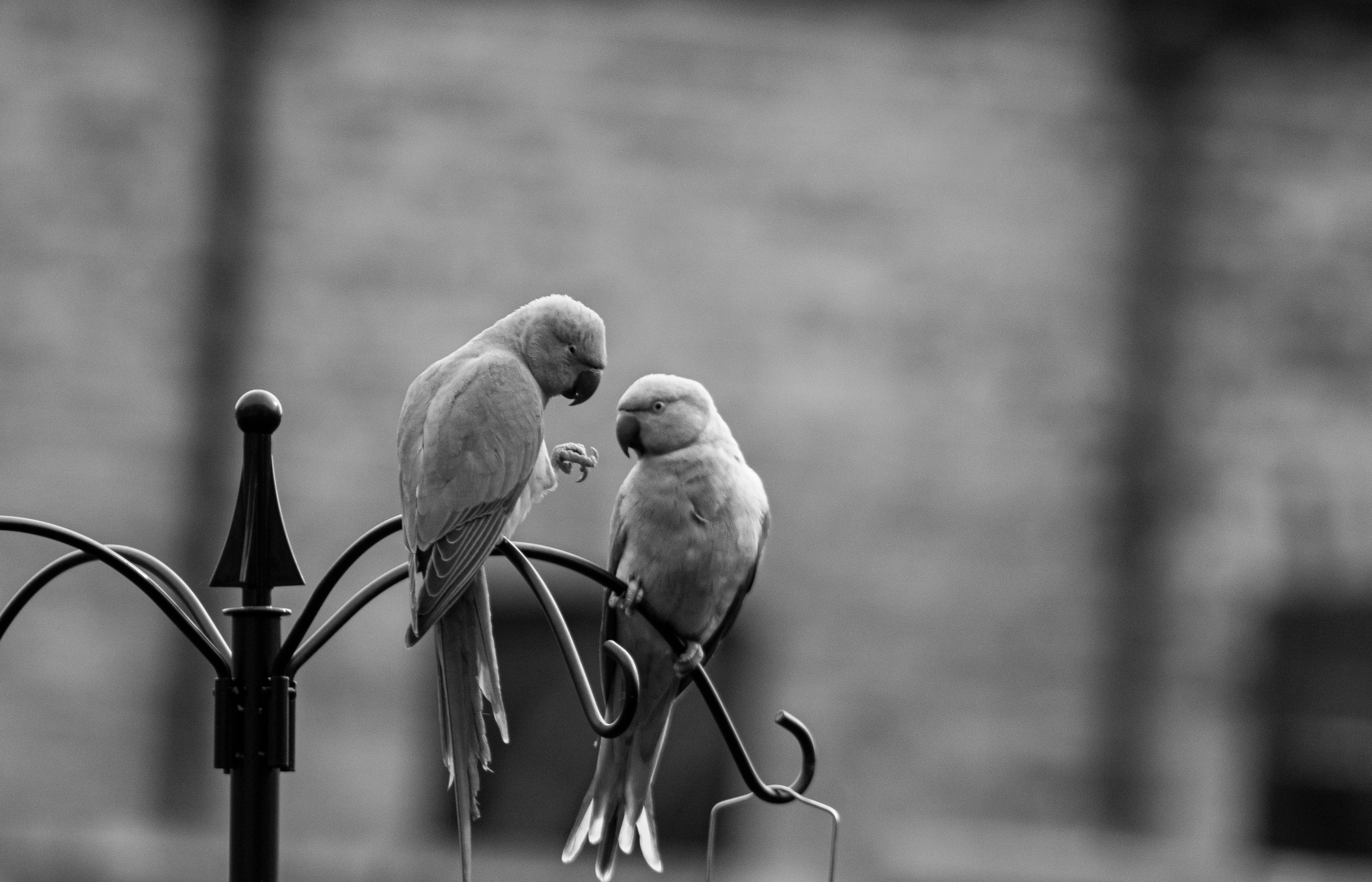 A couple of birds sitting on top of a metal pole