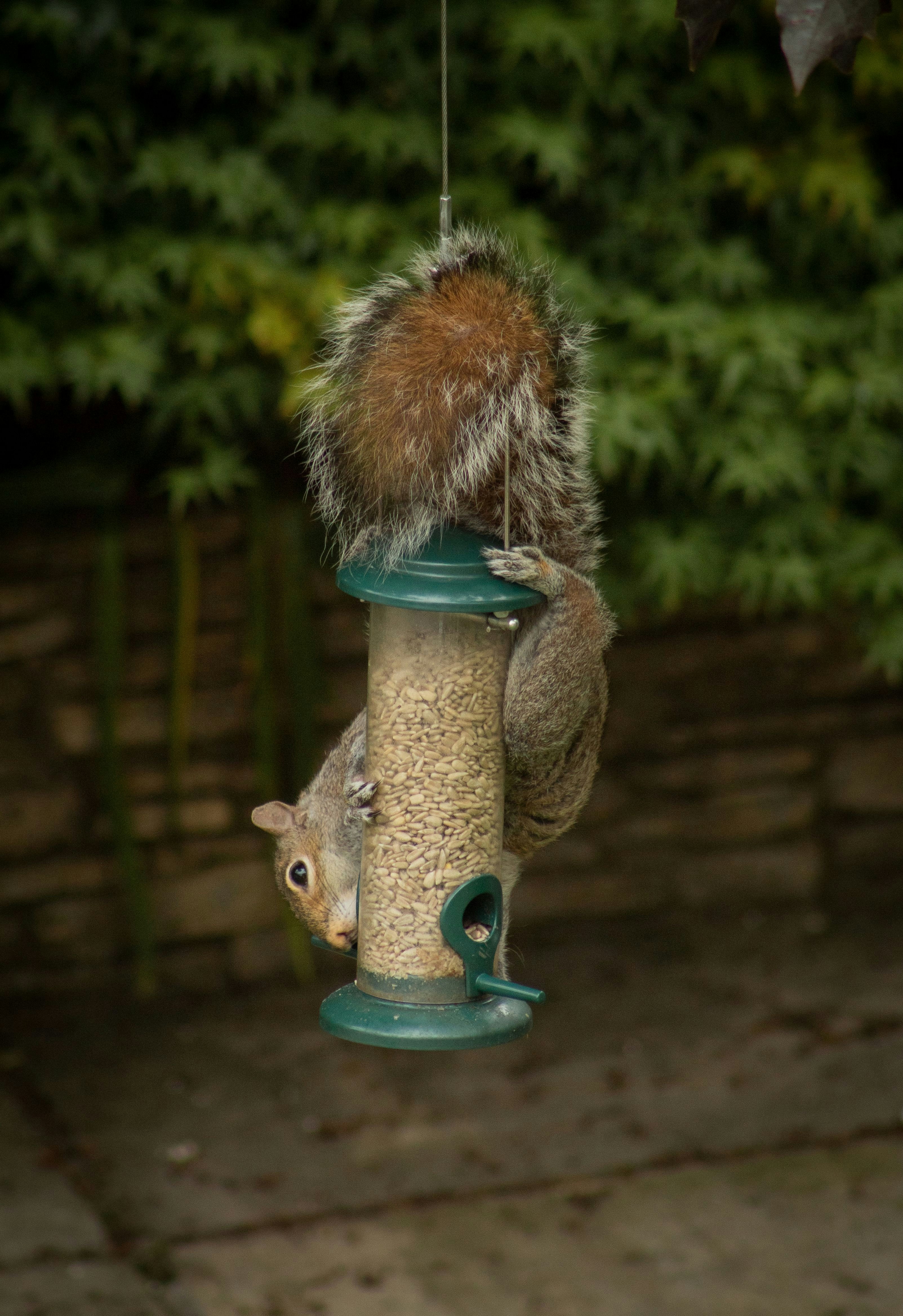 A squirrel sitting on top of a bird feeder