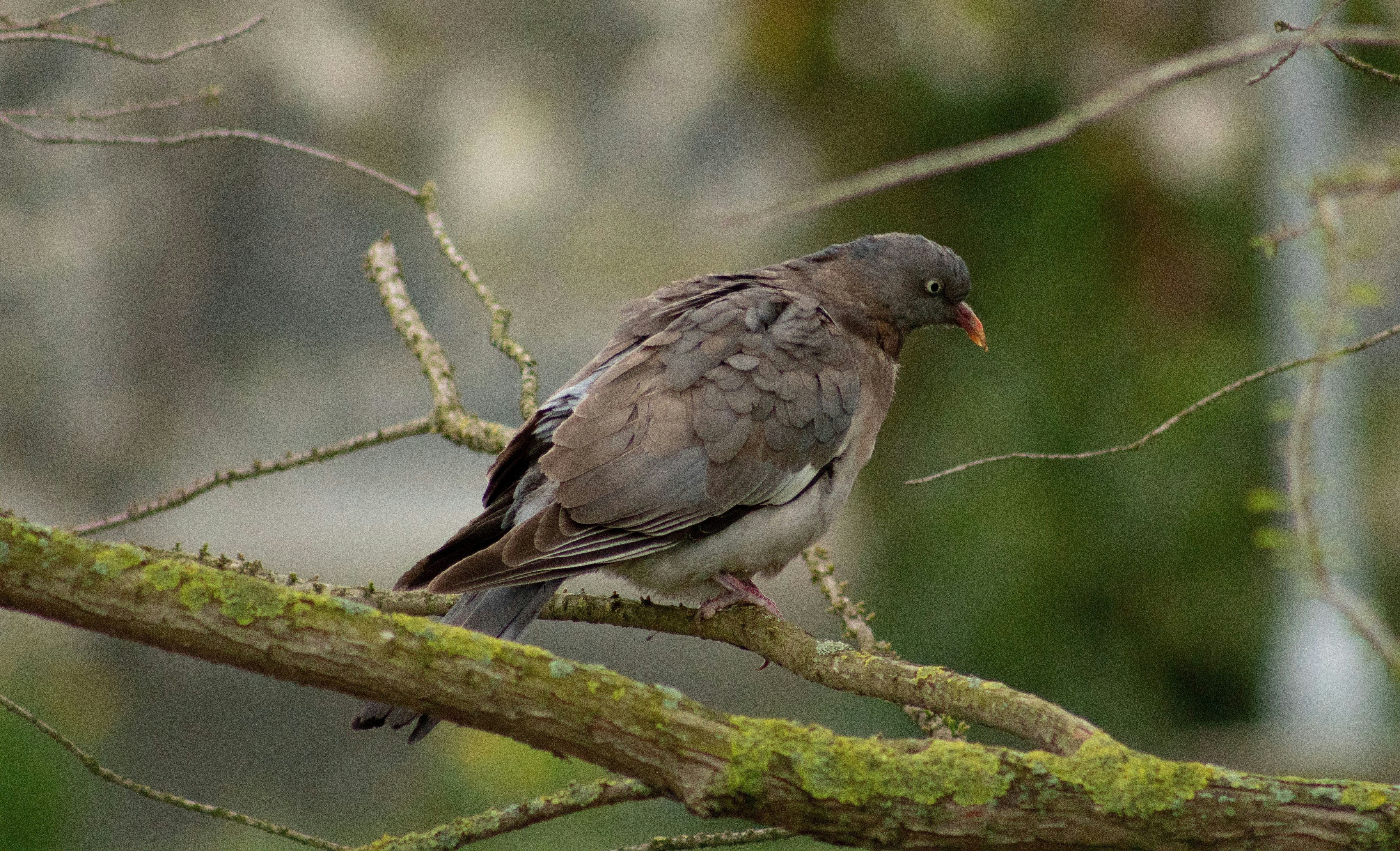 A bird perched on a branch of a tree
