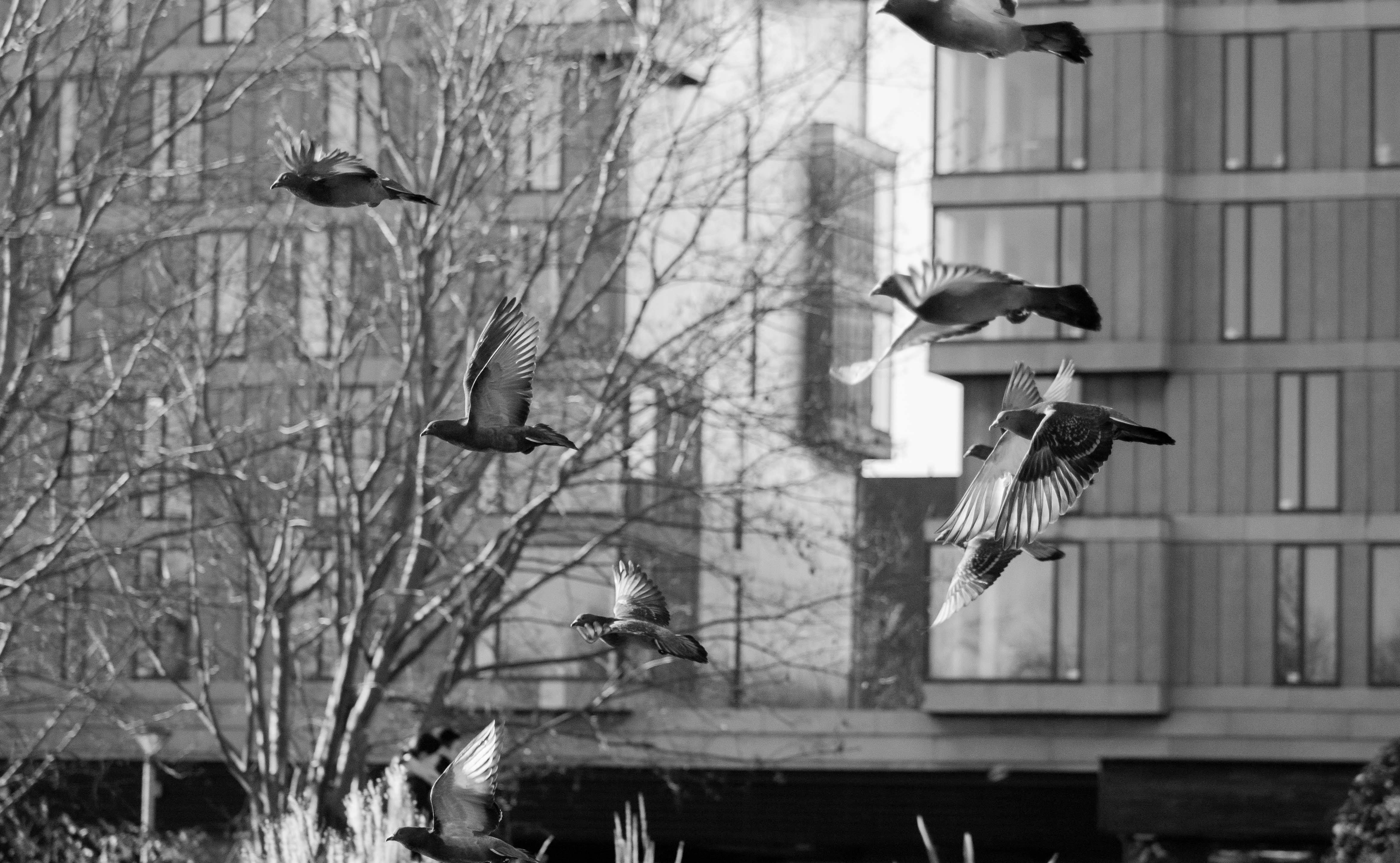 A flock of birds flying over a body of water