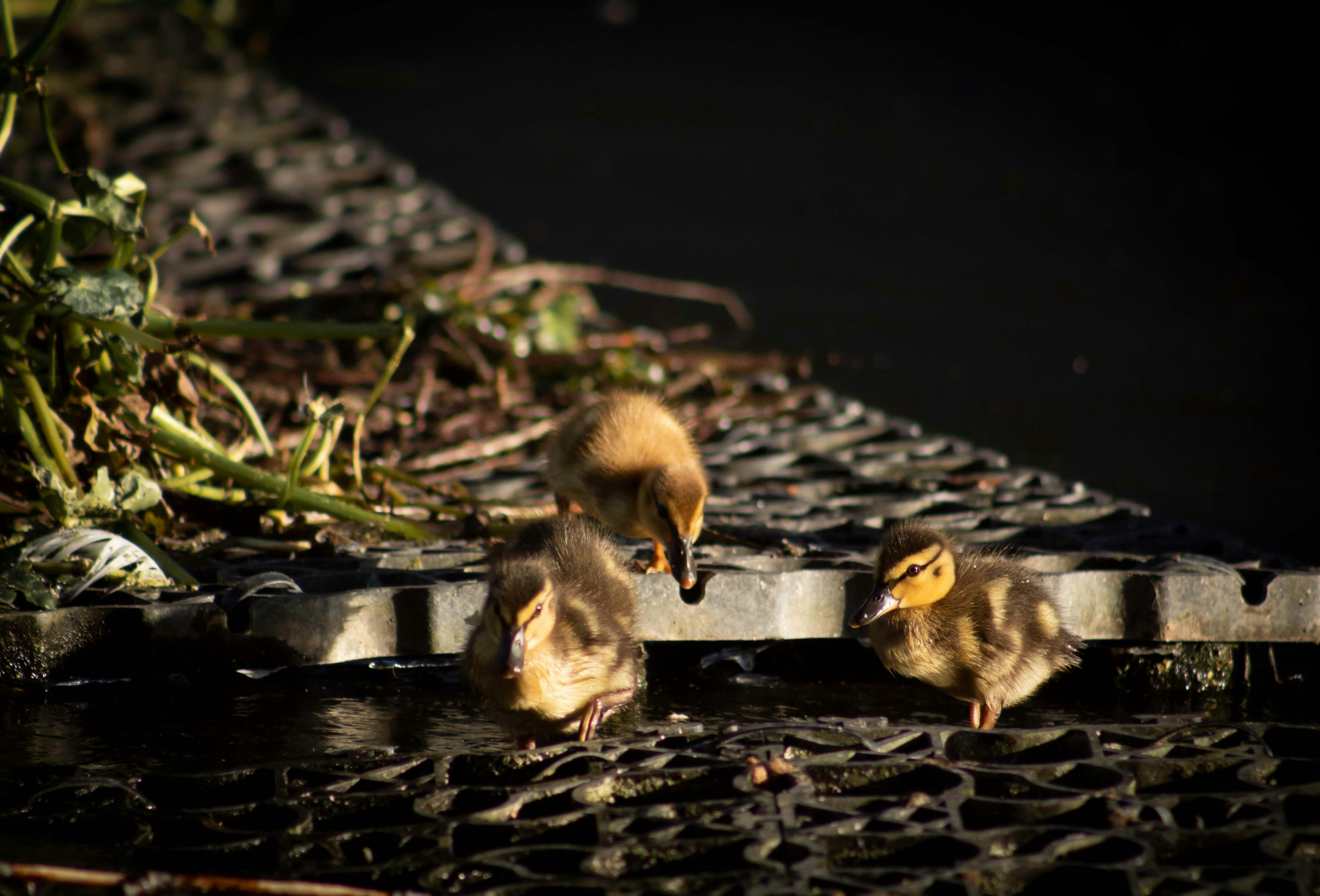 A group of ducks that are standing in the water