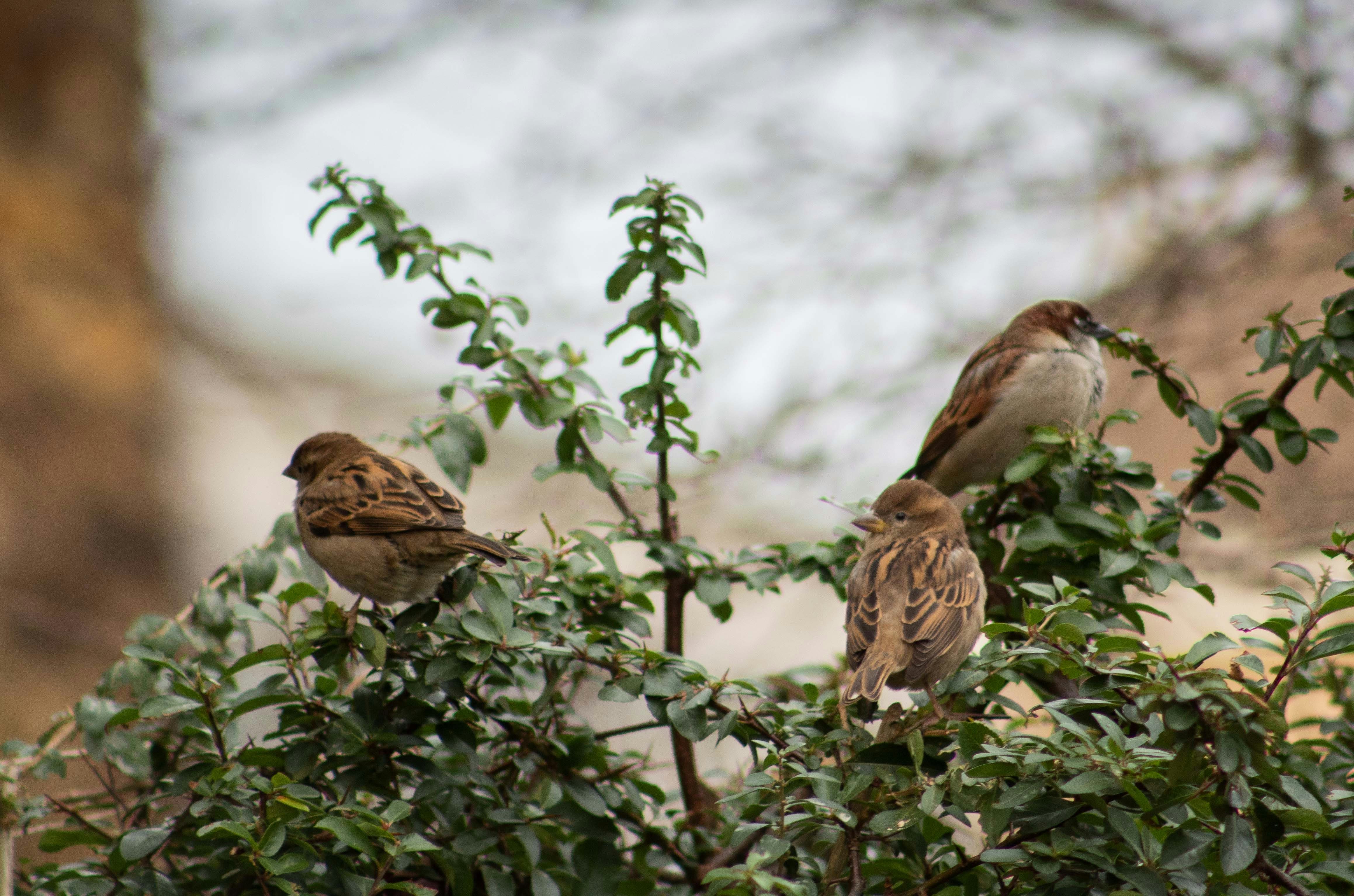 A group of birds sitting on top of a tree