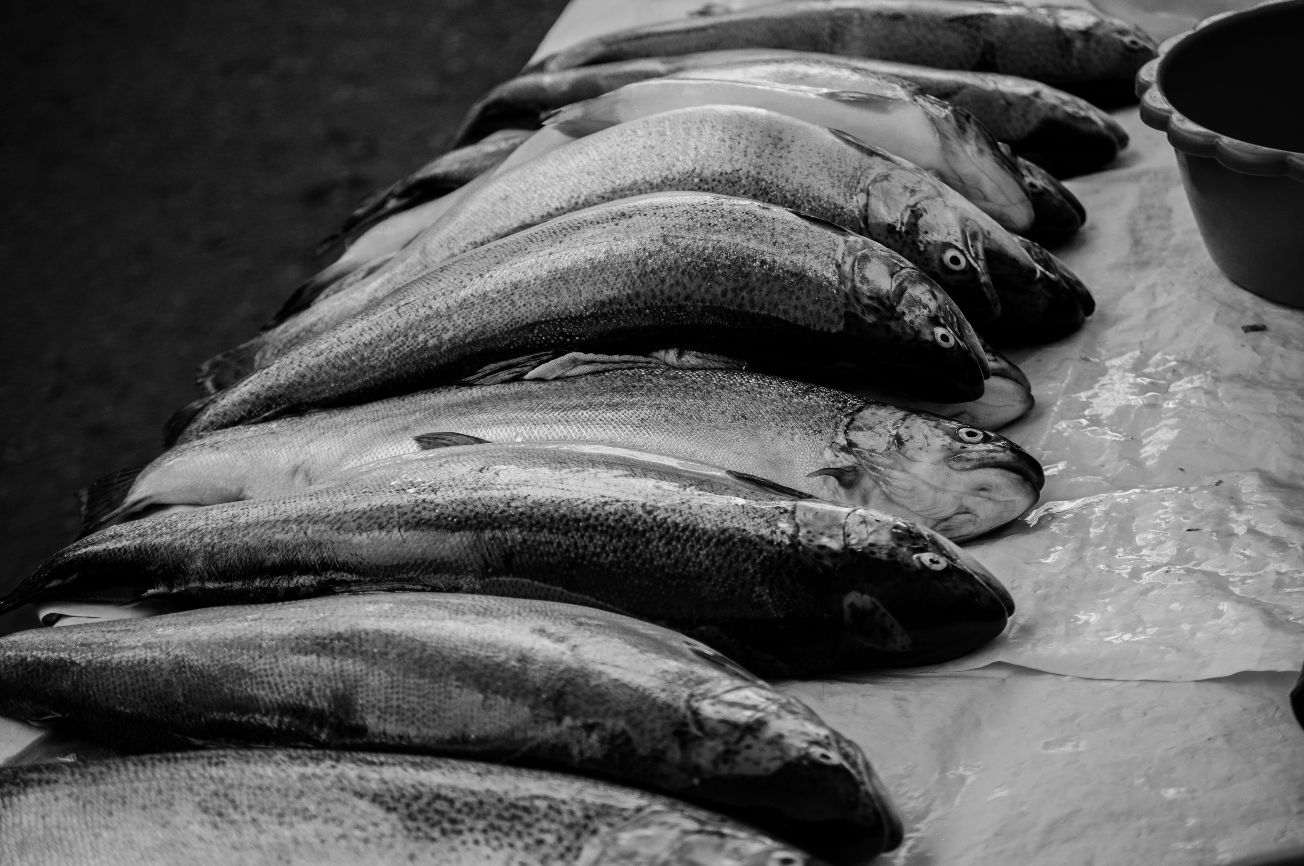 A bunch of fish sitting on top of a table