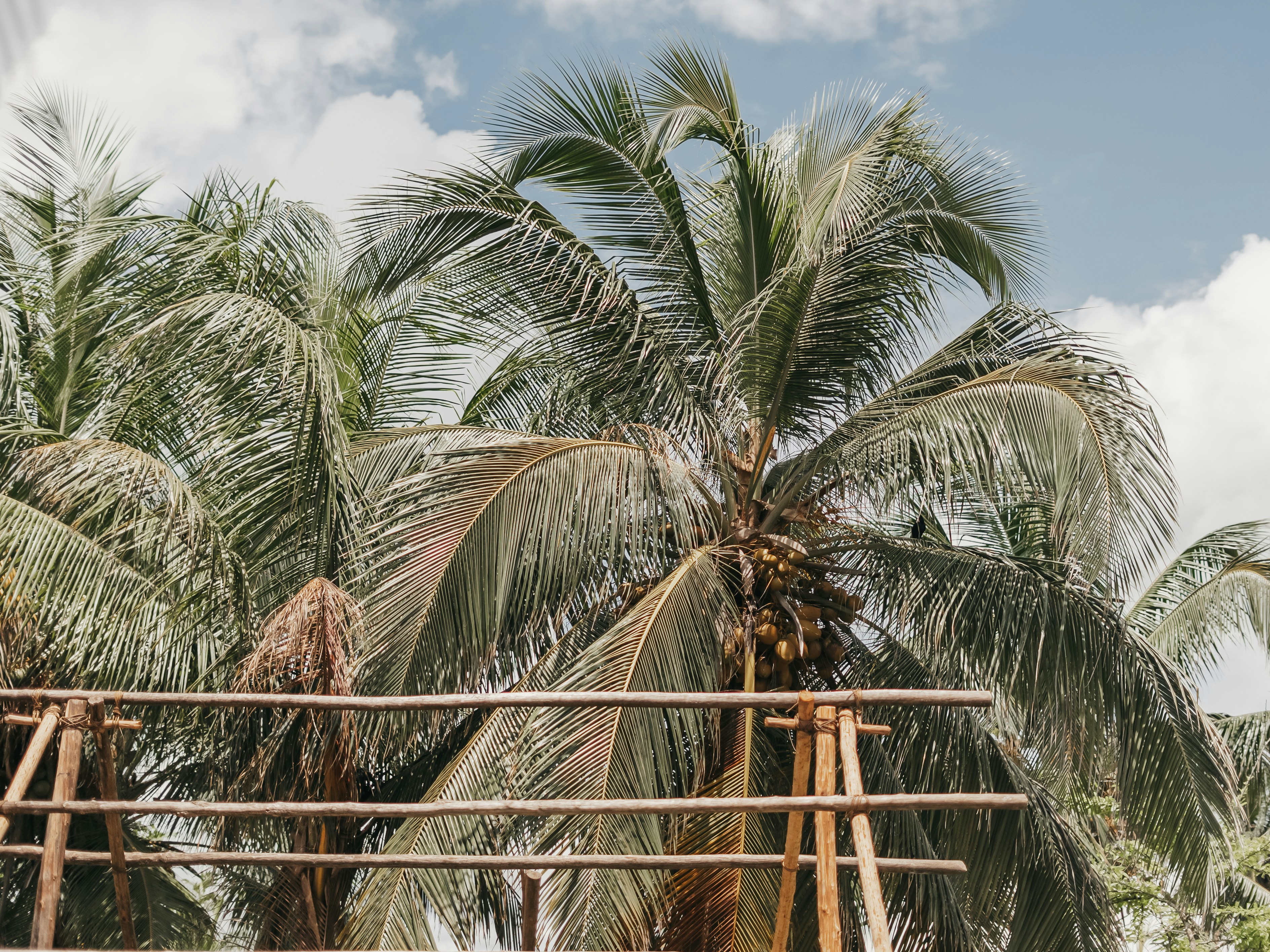 A man riding a skateboard down a street next to palm trees, 