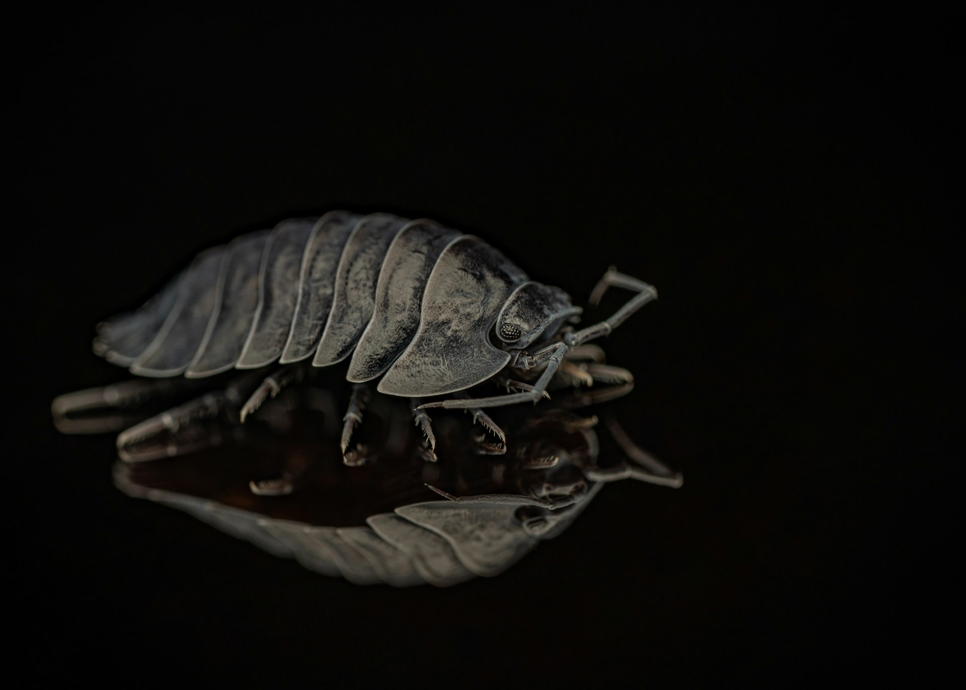 A close up of a bug on a person's hand