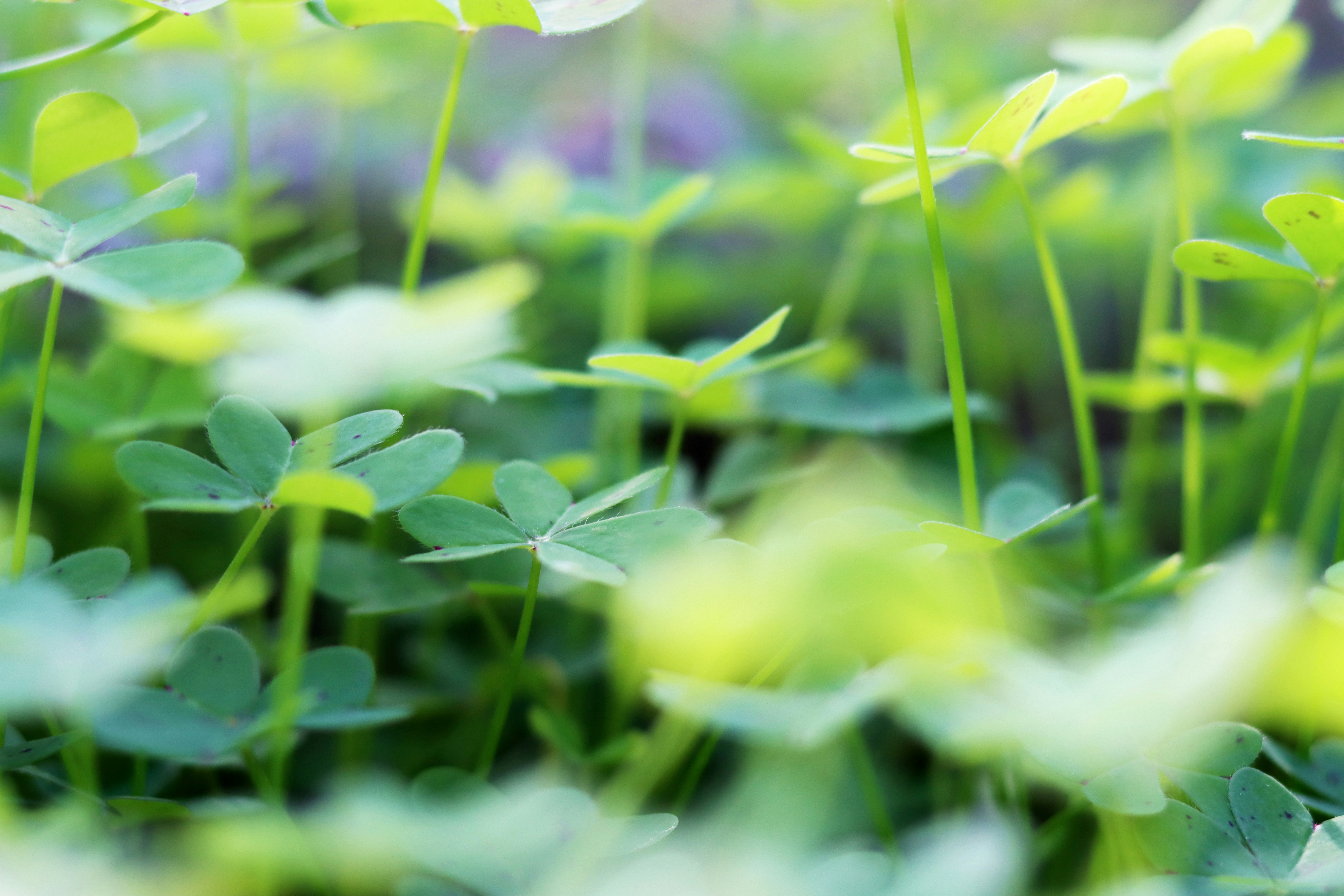 Photo by carolinagrants