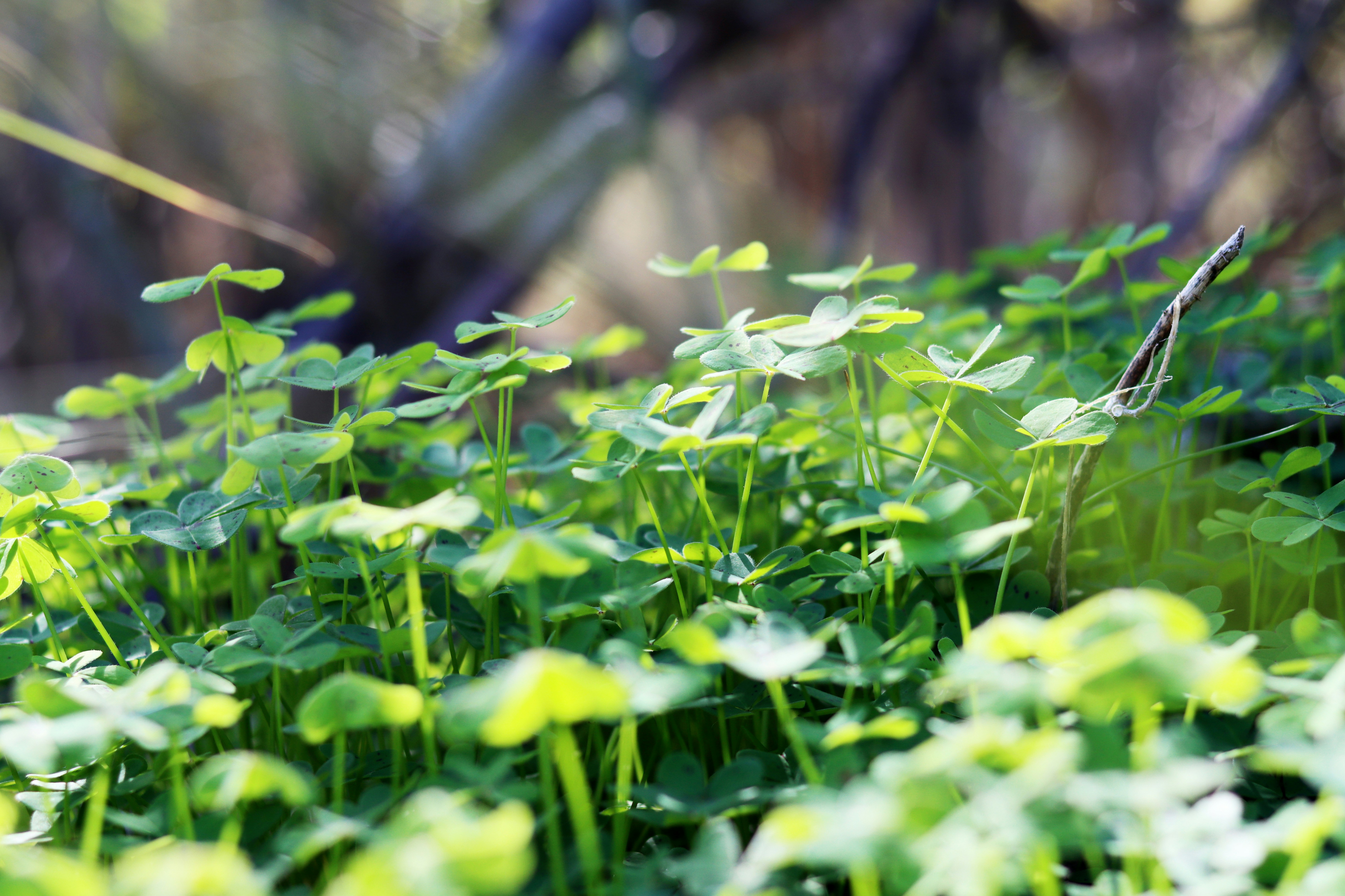 Photo by carolinagrants