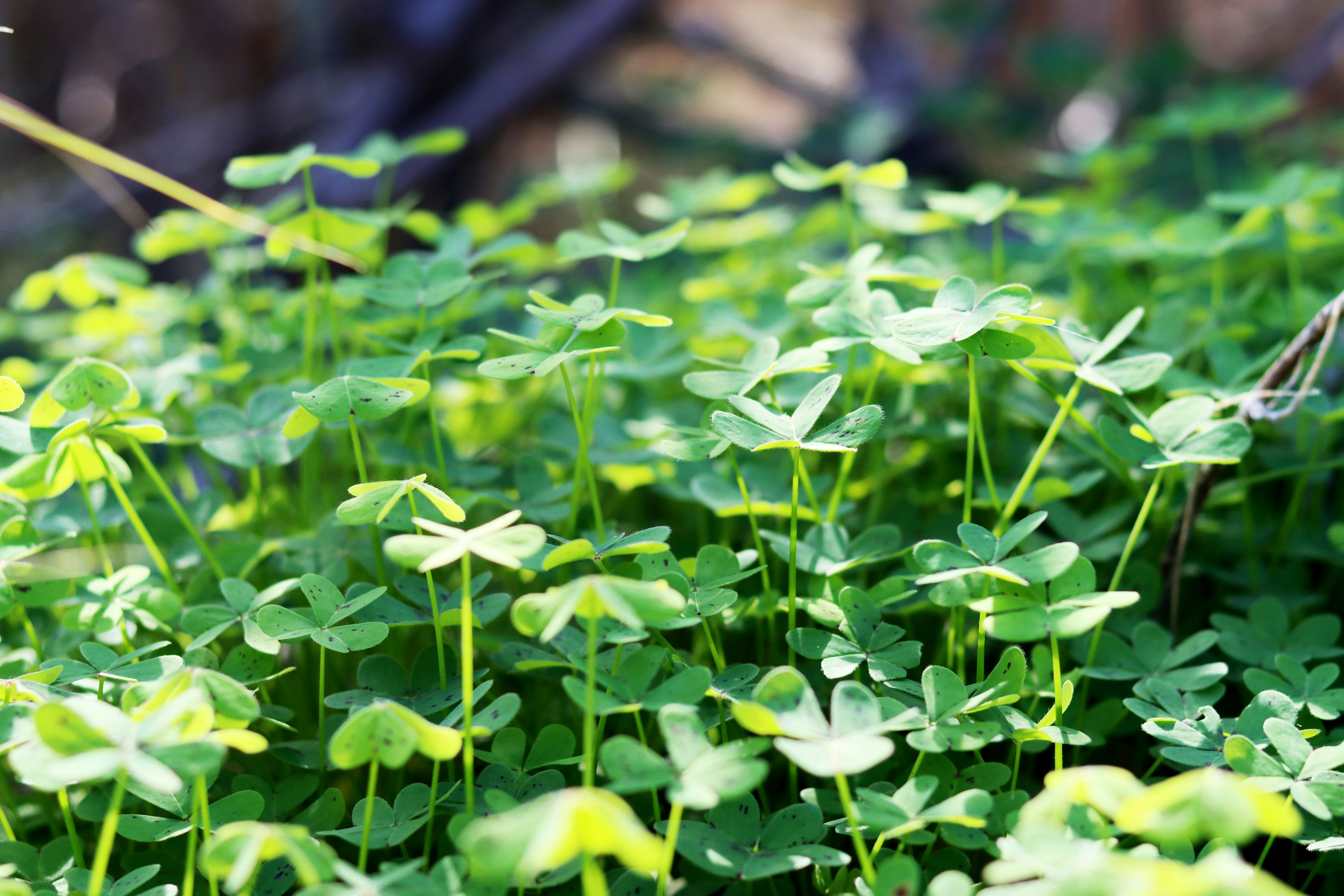 Photo by carolinagrants