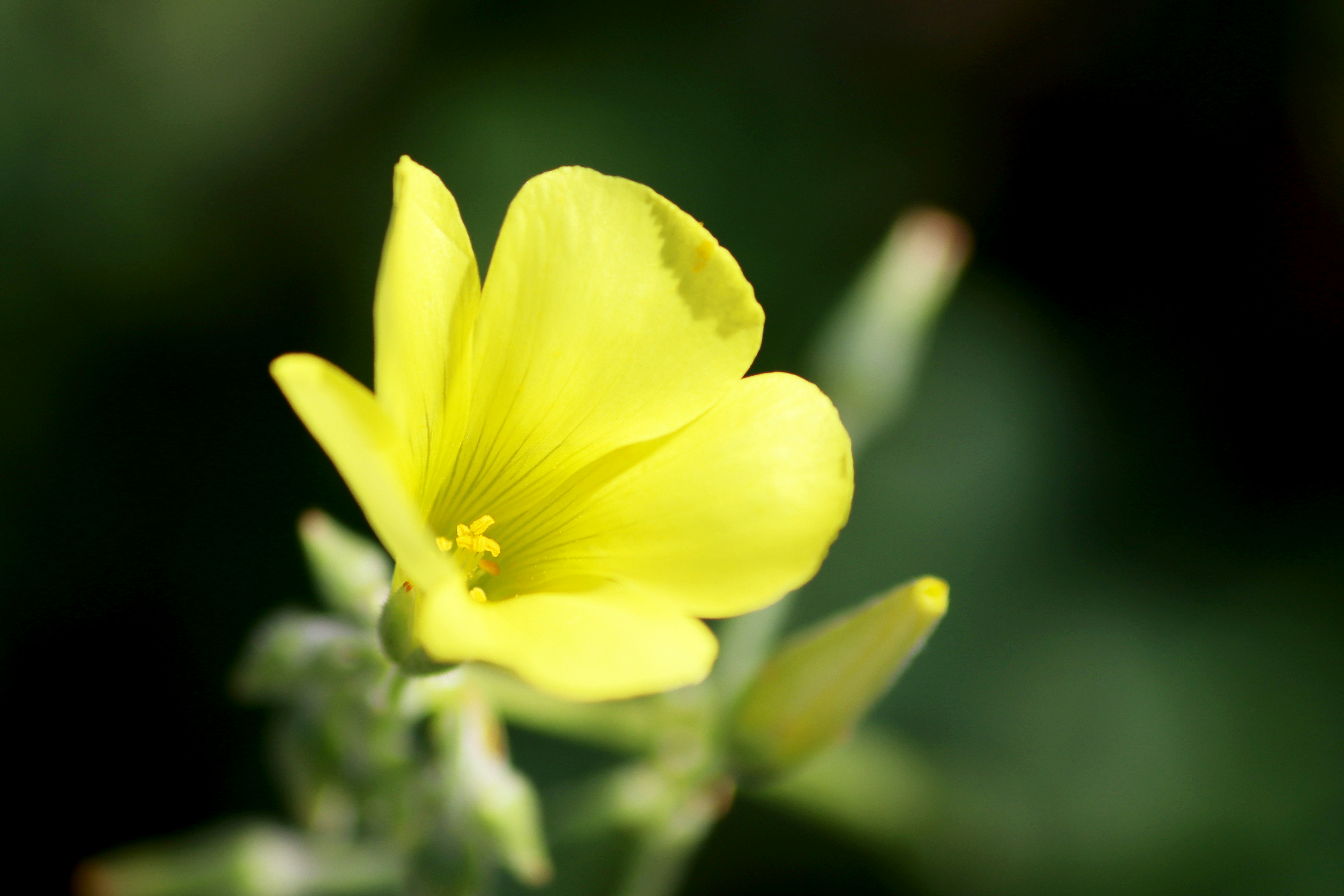 Photo by carolinagrants