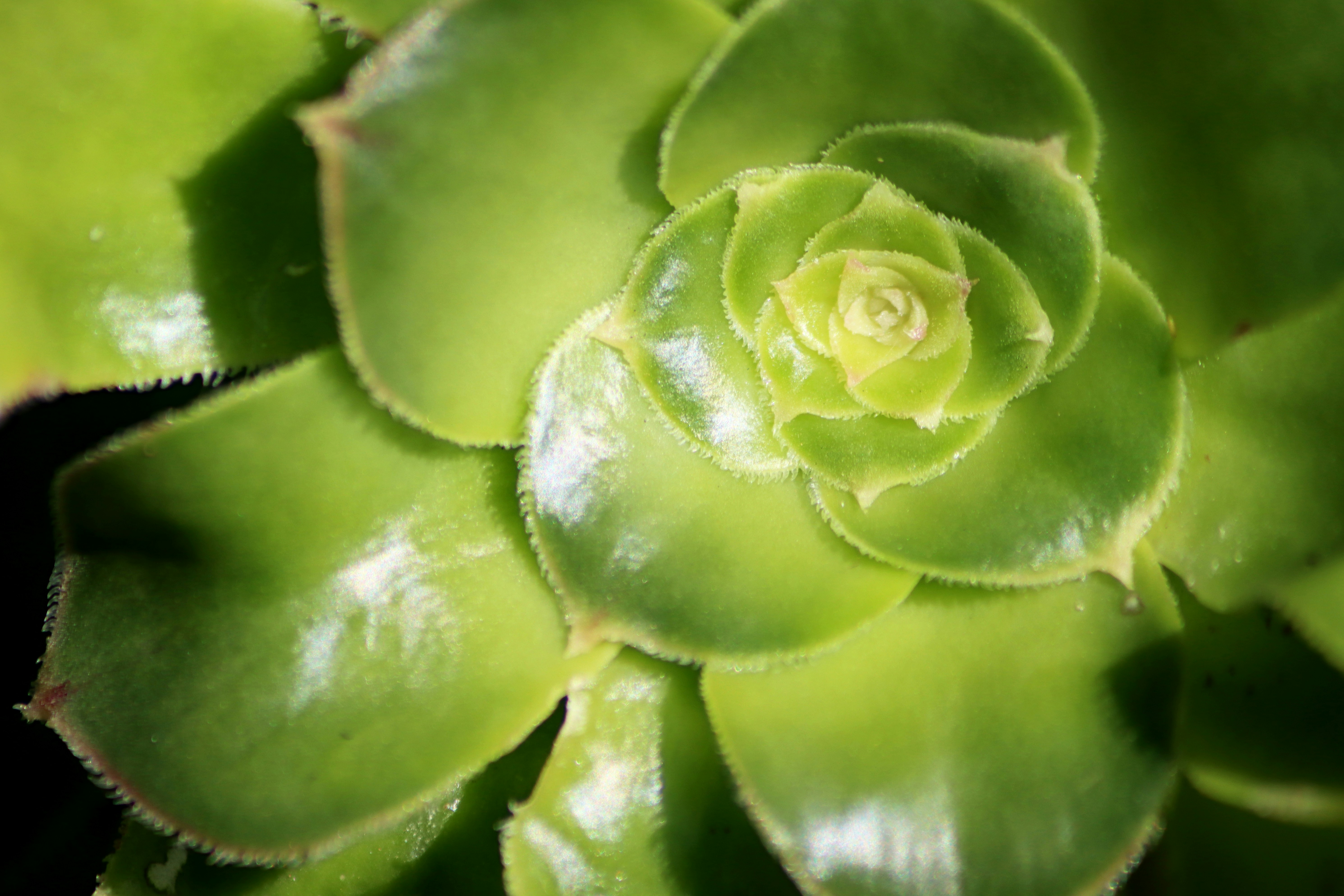 Photo by carolinagrants