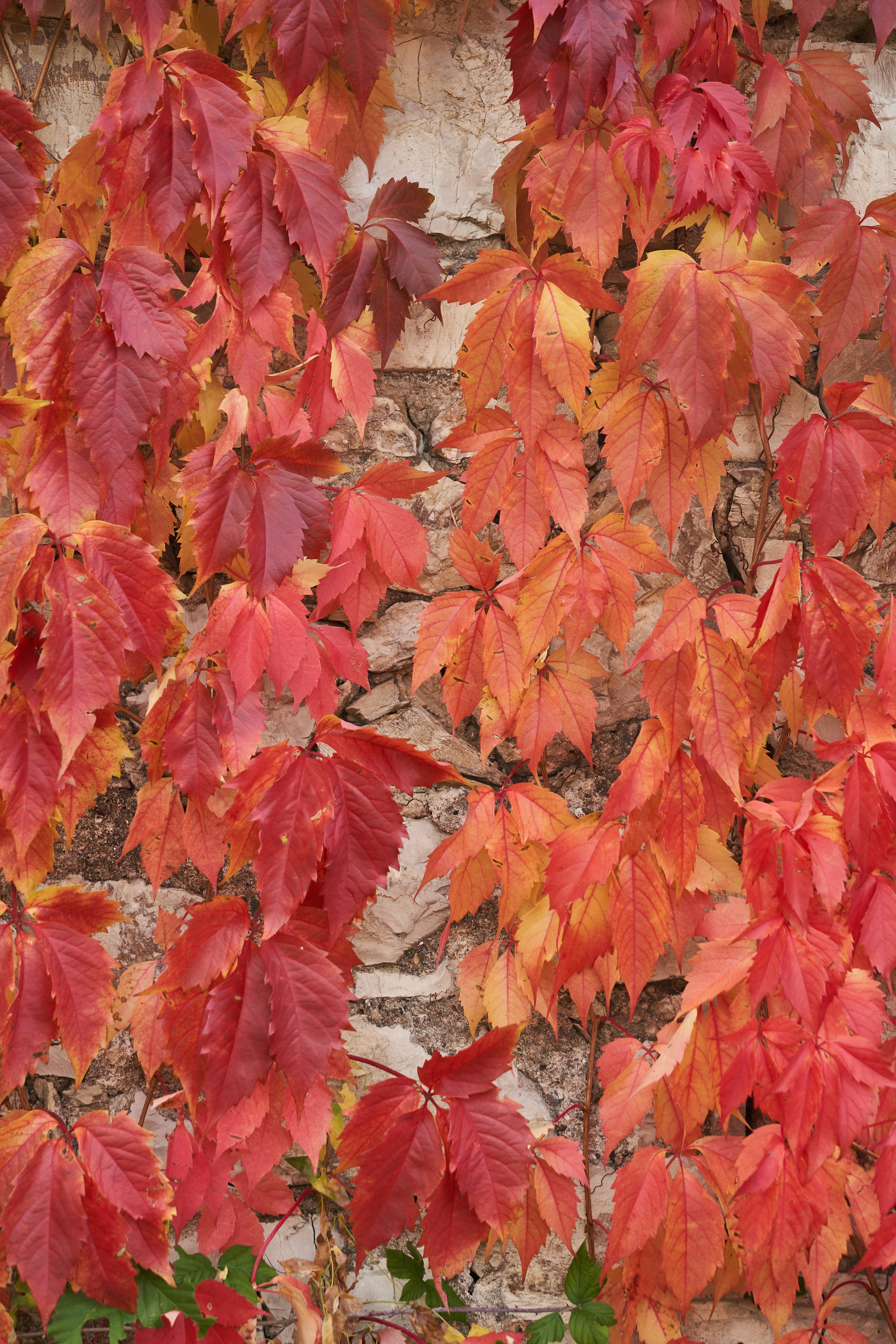 Photo by wolfgang_hasselmann