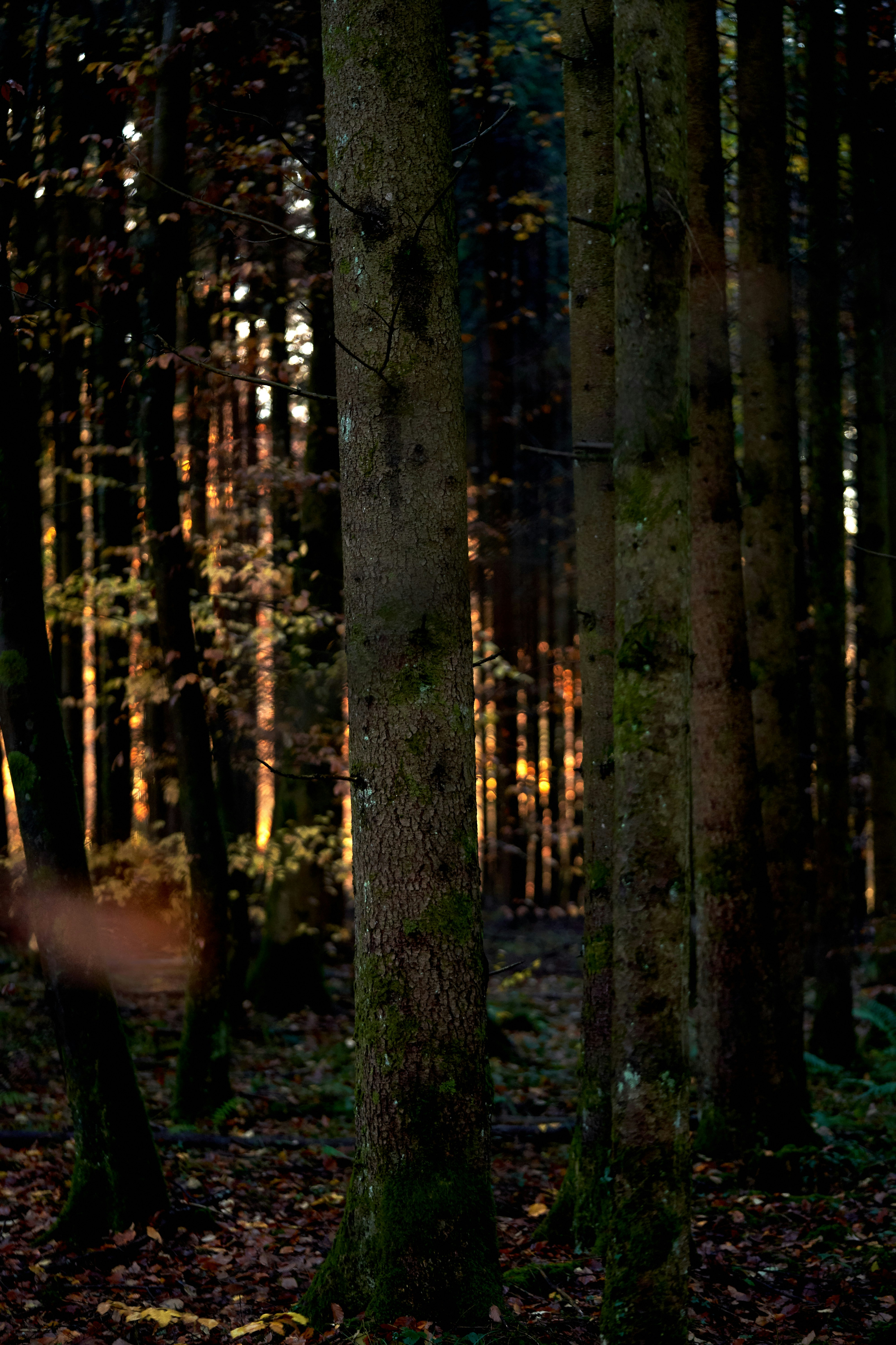 Photo by wolfgang_hasselmann