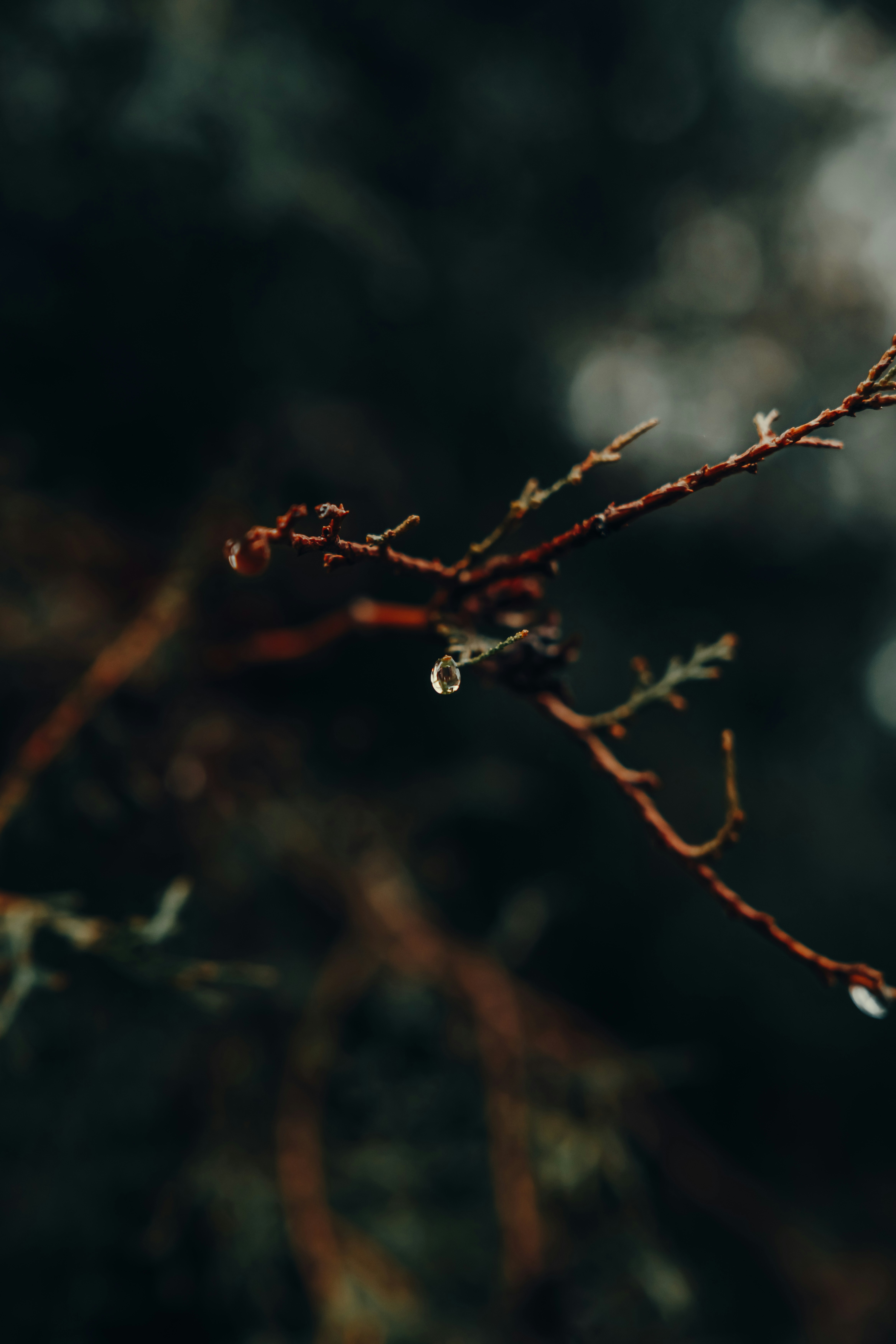 A tree branch with drops of water on it photo – Free Ice Image on Unsplash