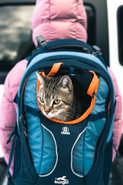 A cat sitting inside of a blue backpack