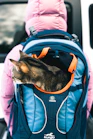 A cat that is sitting in a backpack