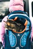 A cat that is sitting in a backpack