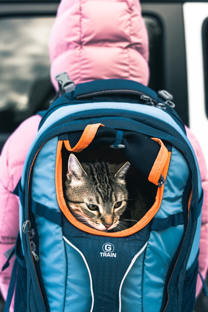 A cat sitting inside of a blue backpack