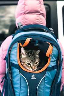 A cat sitting inside of a blue backpack