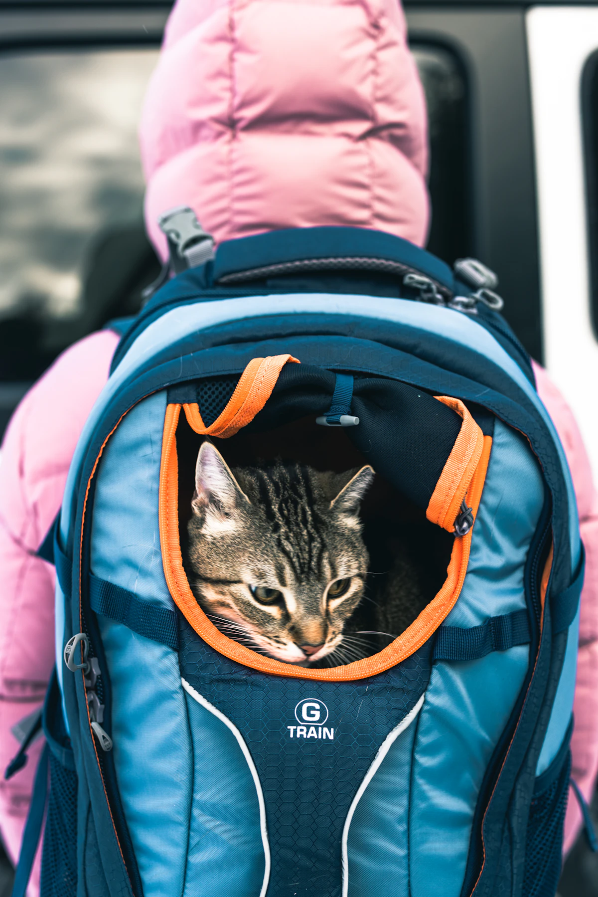 Gato asomado desde una mochila de transporte azul