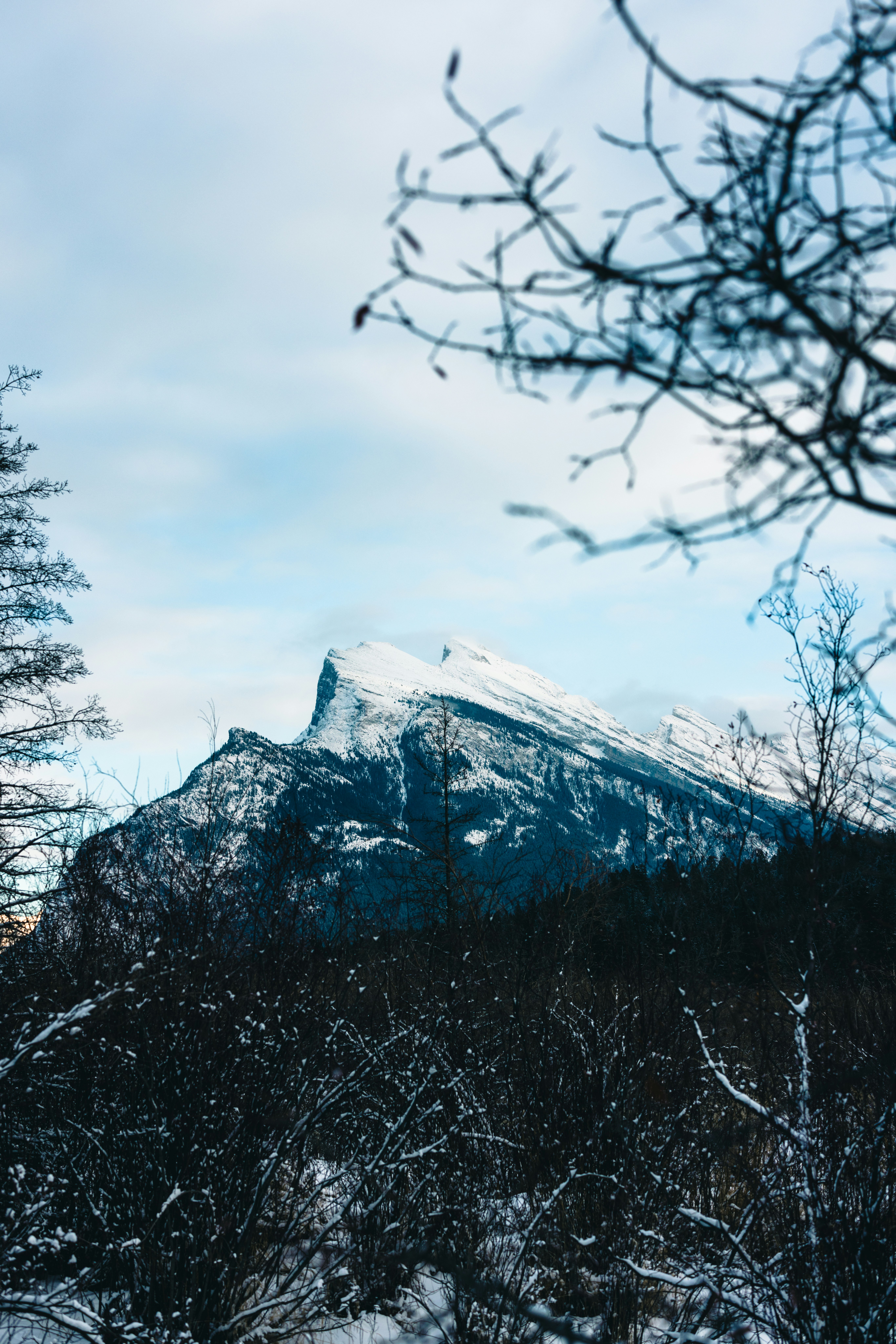 A snow covered mountain with trees in the foreground