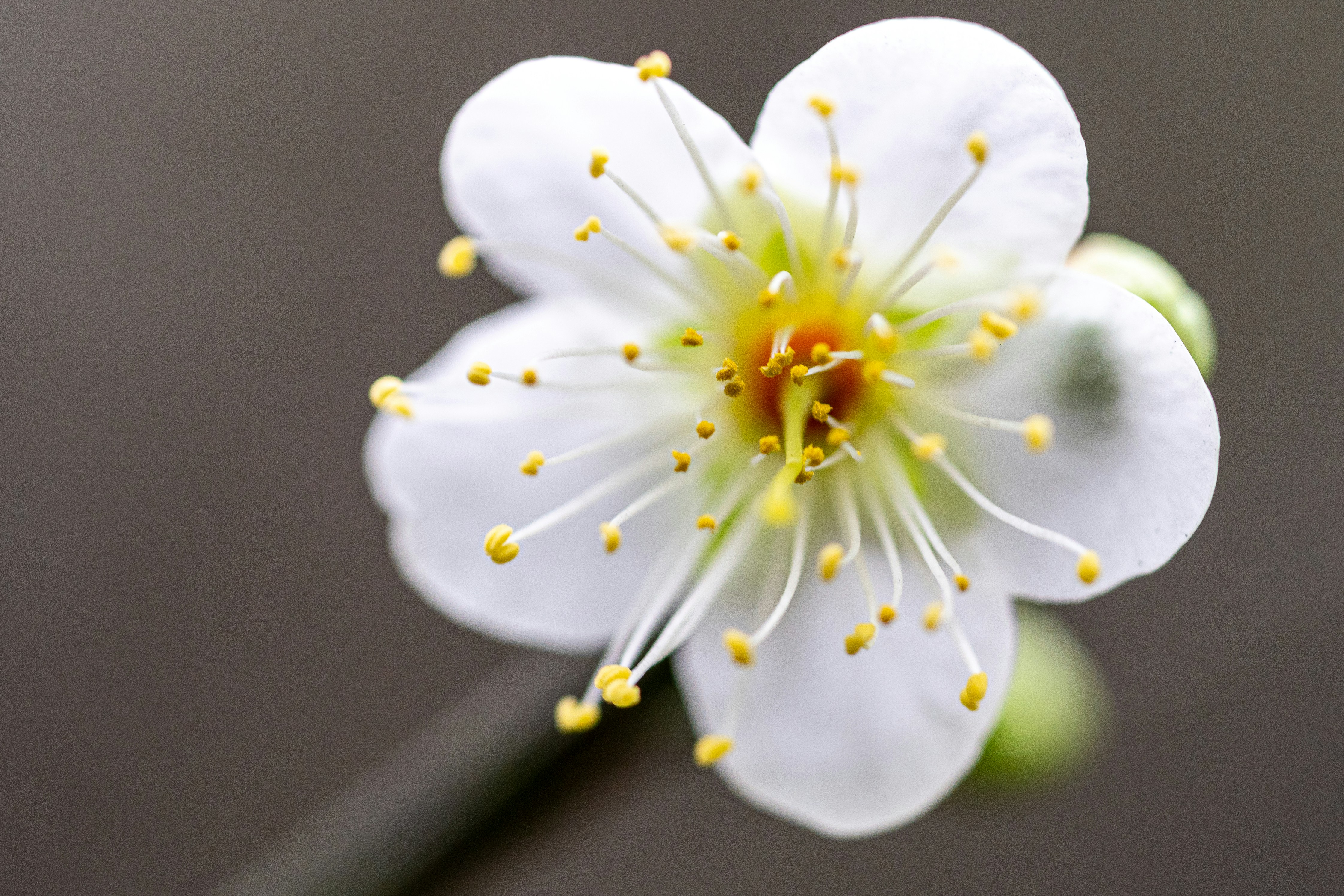 Photo by winstonchen