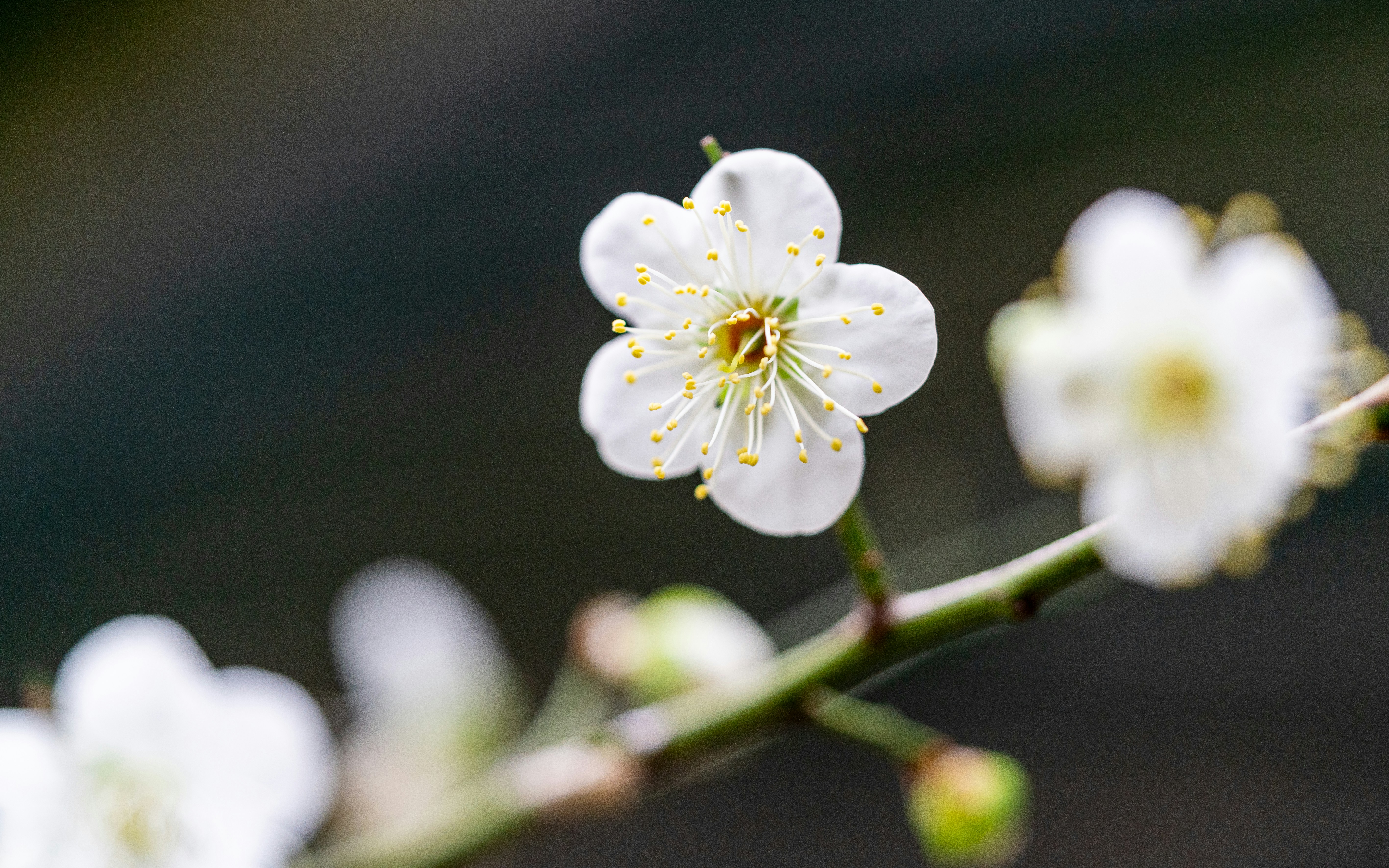 Photo by winstonchen