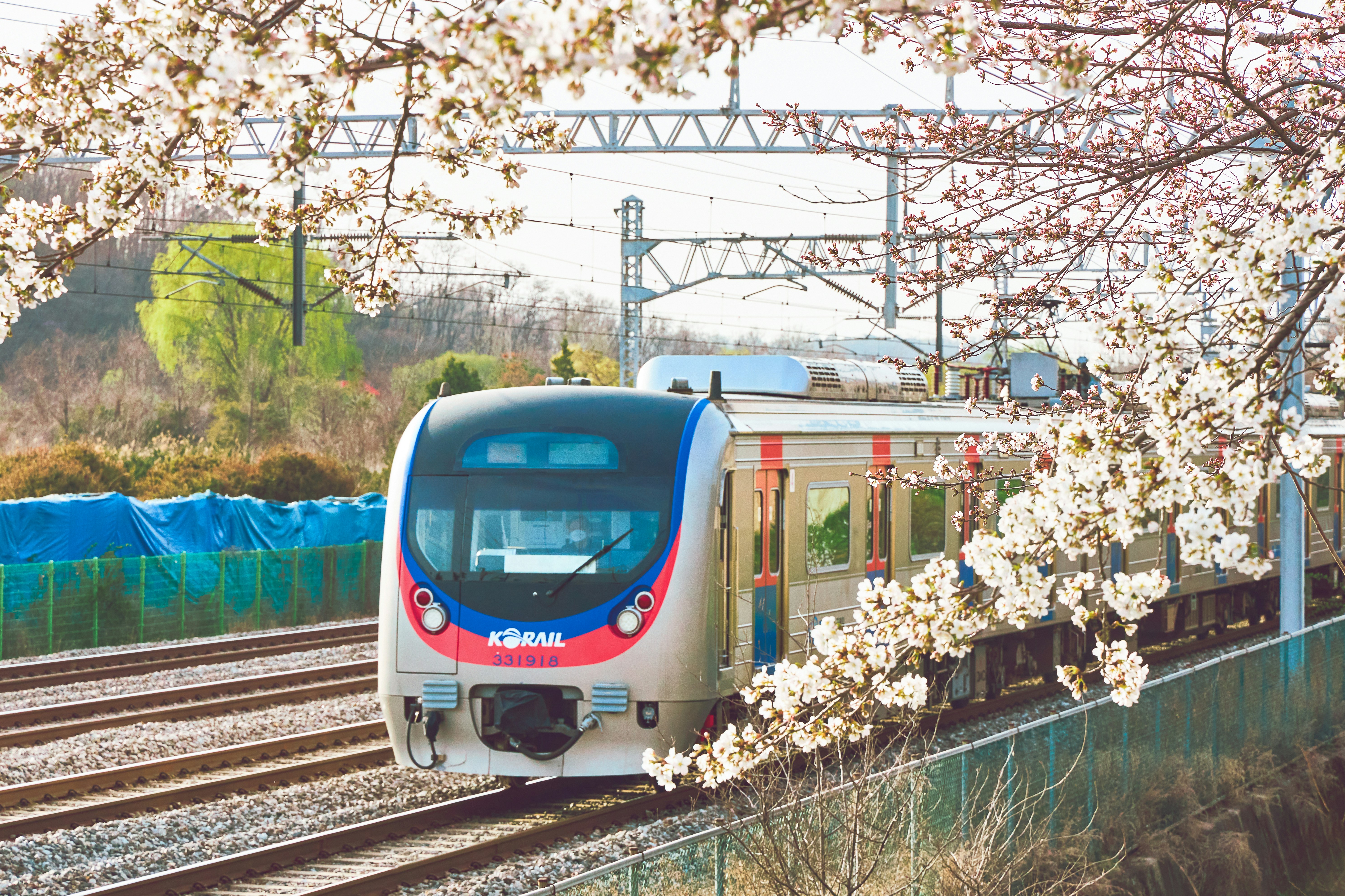 A train traveling down train tracks next to a blossoming tree
